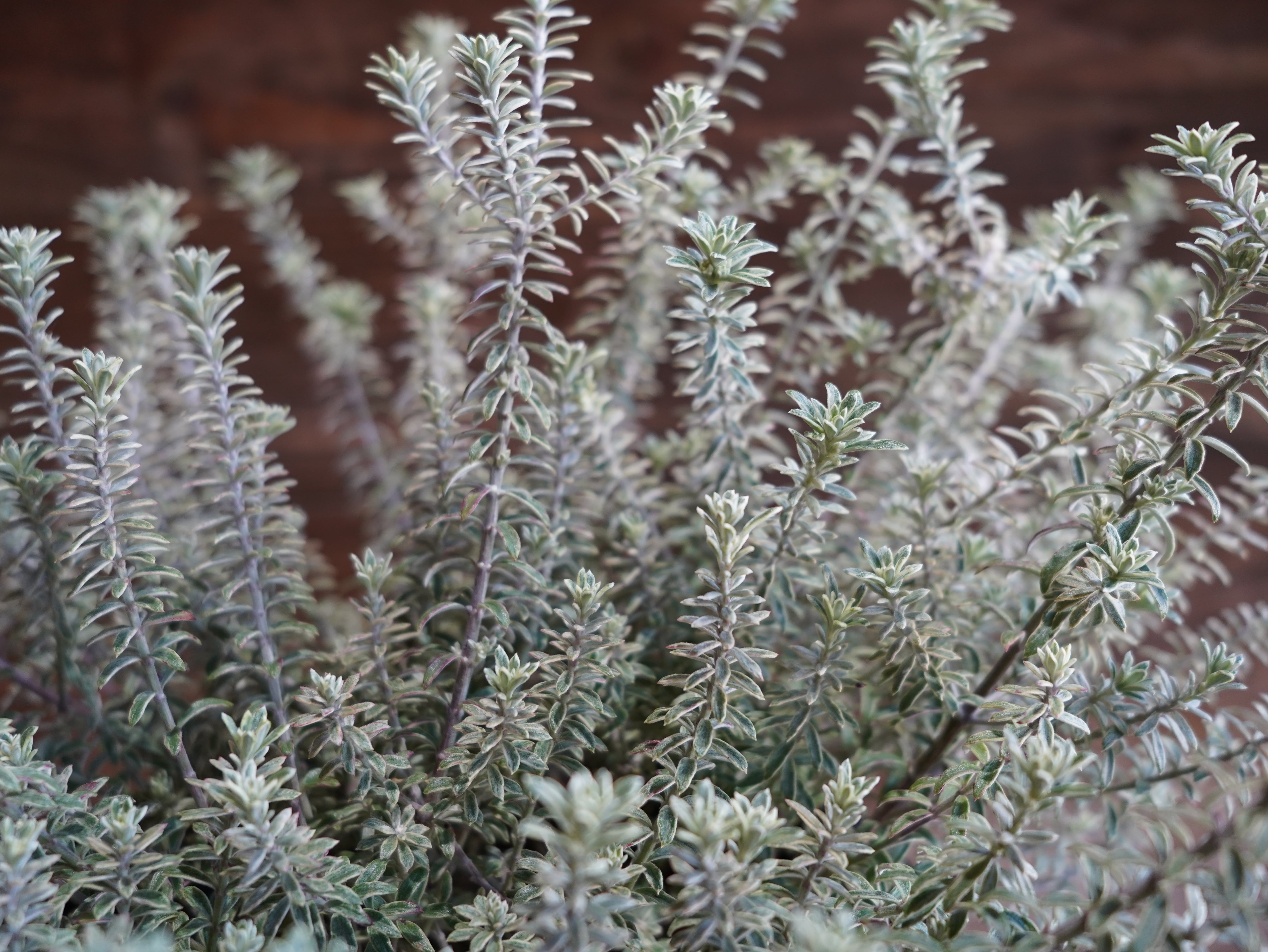 【現物】ウエストリンギア　”スモーキーホワイト”