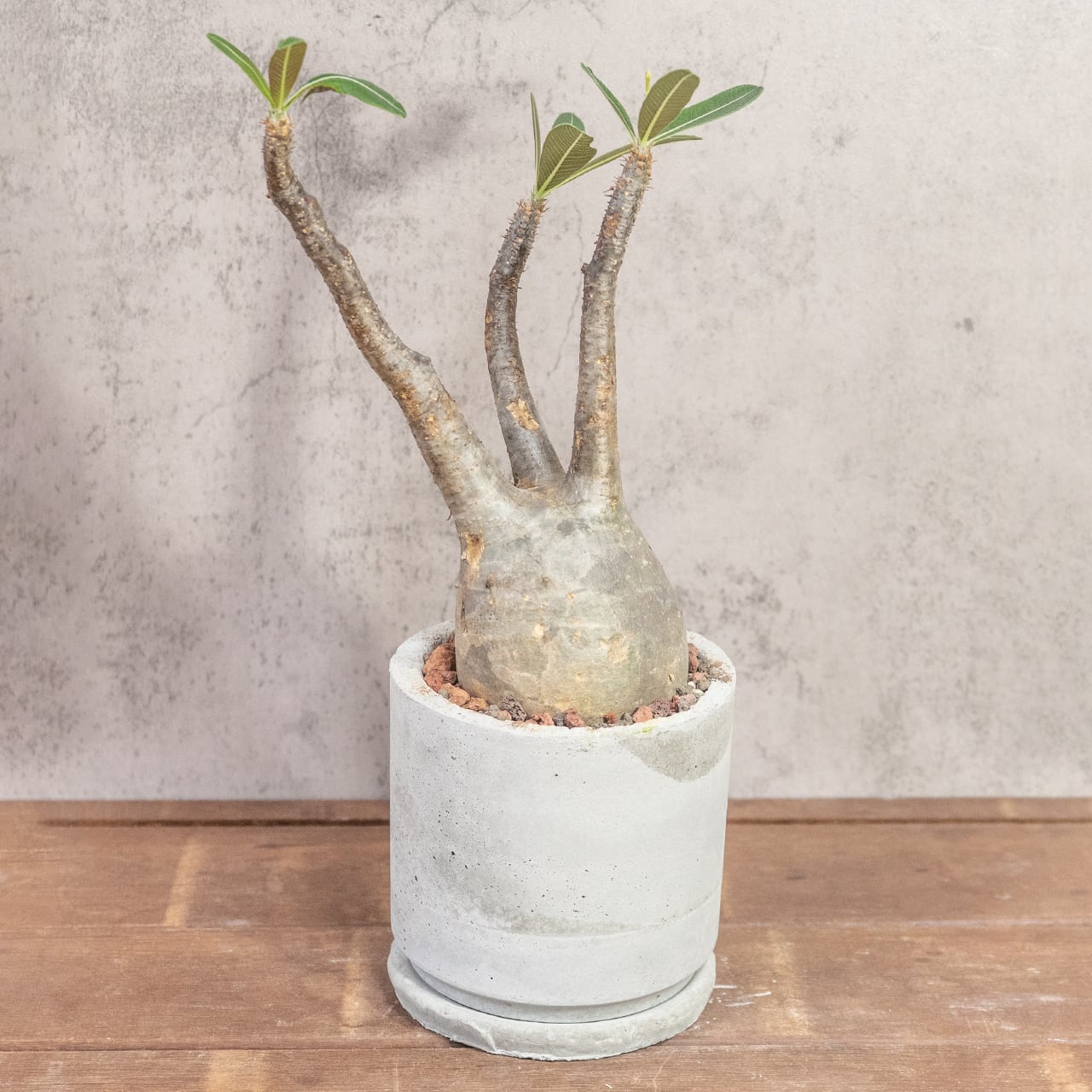 パキポディウム・グラキリス(胴回り約30㎝)|大株ならではの圧倒的ボリュームと造形美【現地株/発根済/手作りモルタル鉢】