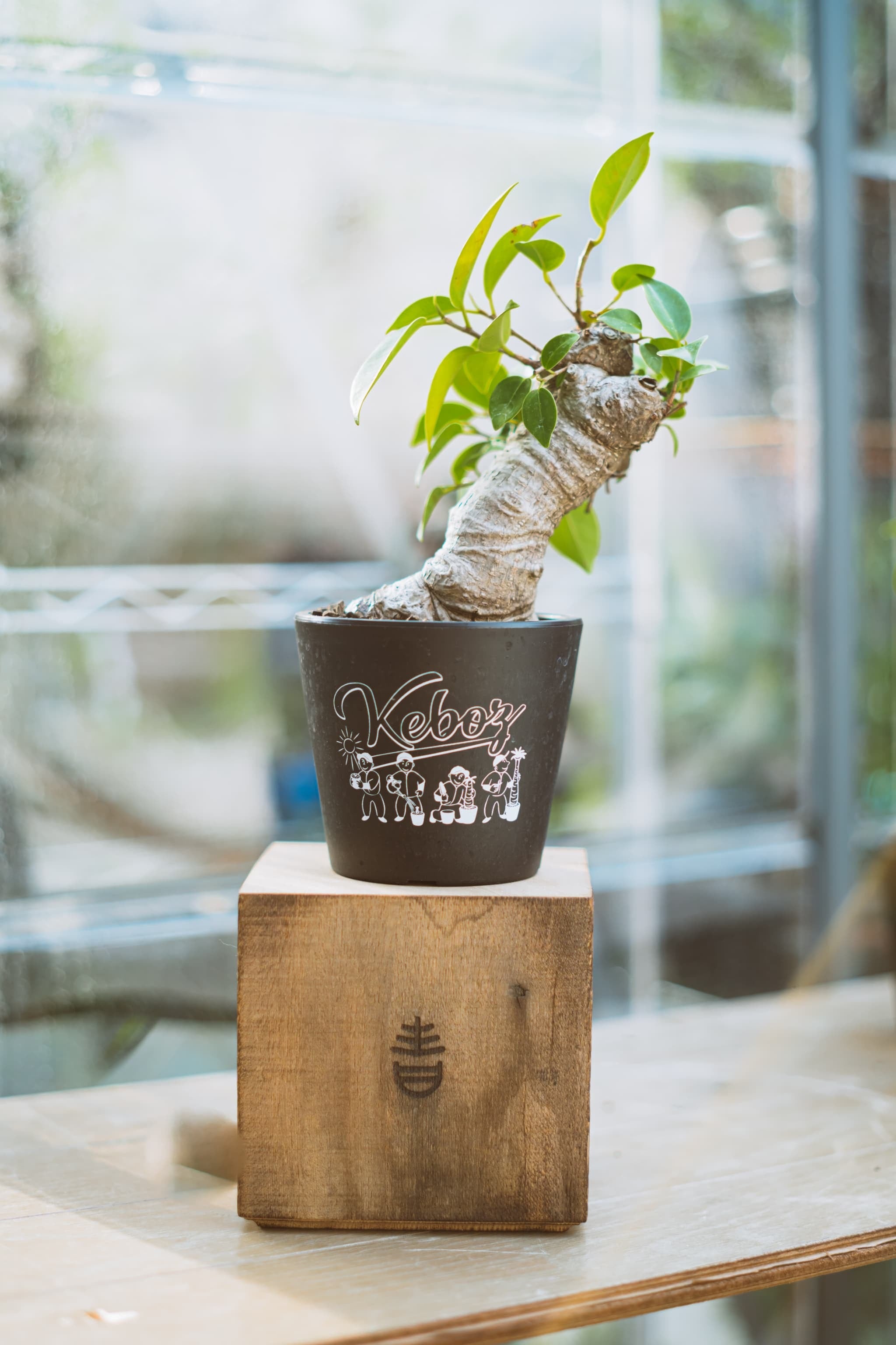 Ficus microcarpa 古木ガジュマル【KEBOZ × 青坊主コラボプラ鉢】 | 青