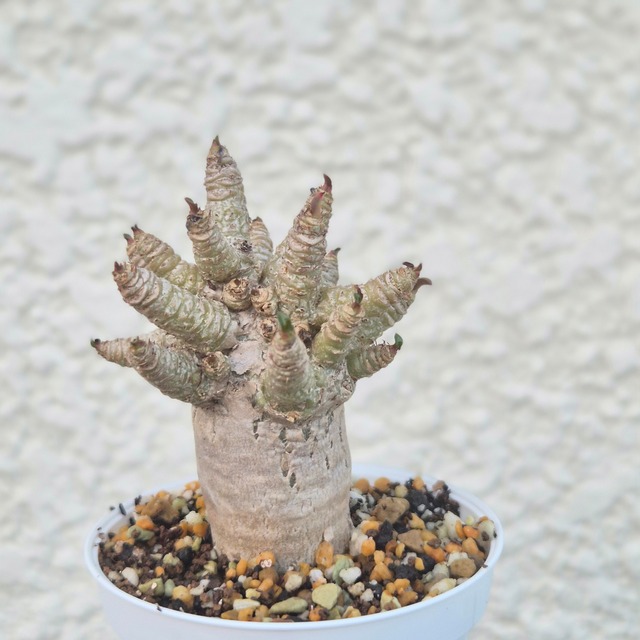 Mサイズ3.《 Adenium Arabicum D.H.A》アデニウム アラビカム 獅子葉 ドーセットホーン 塊根植物 巻葉