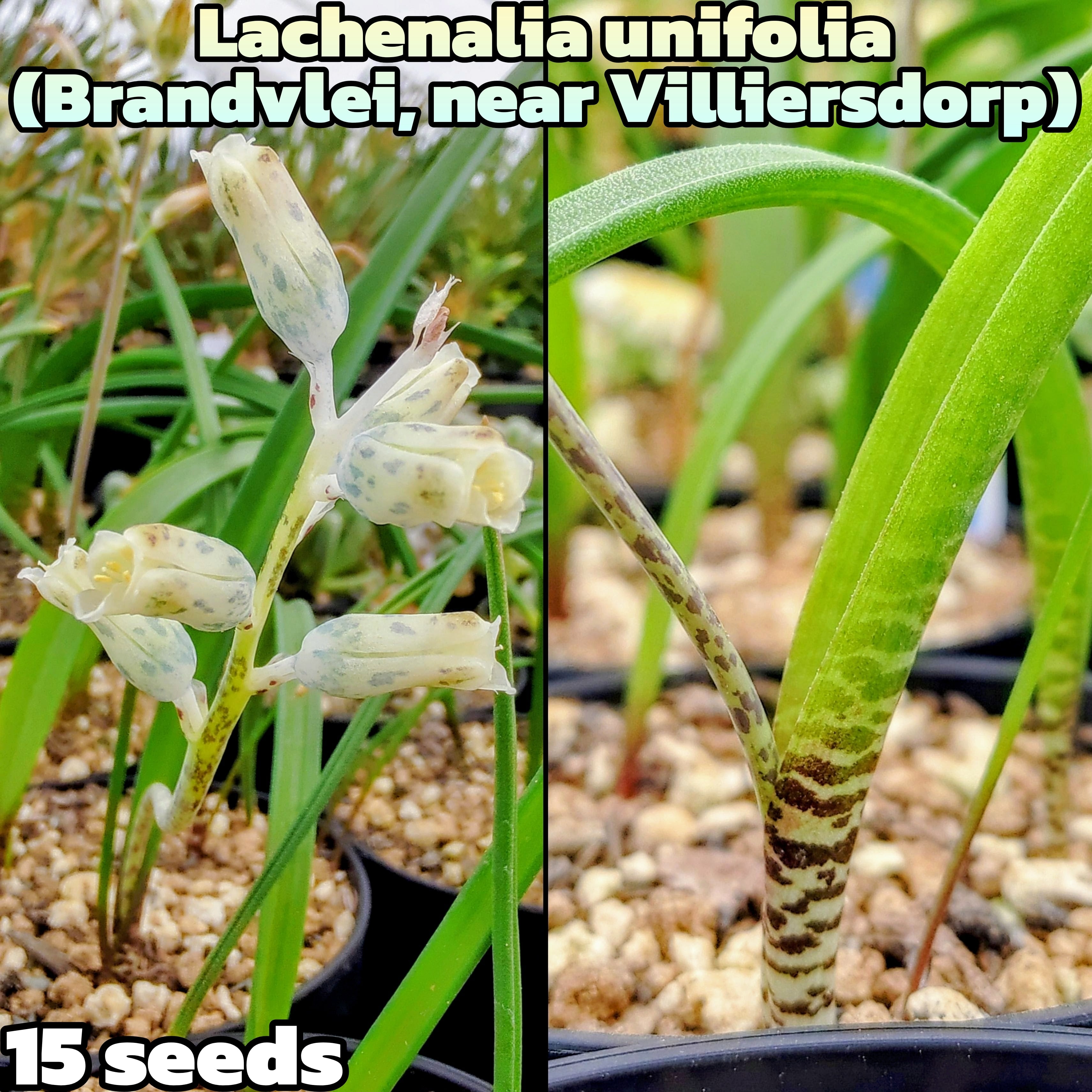 種子/5粒】Haworthiopsis scabra (WMS 169)/ハオルチオプシス