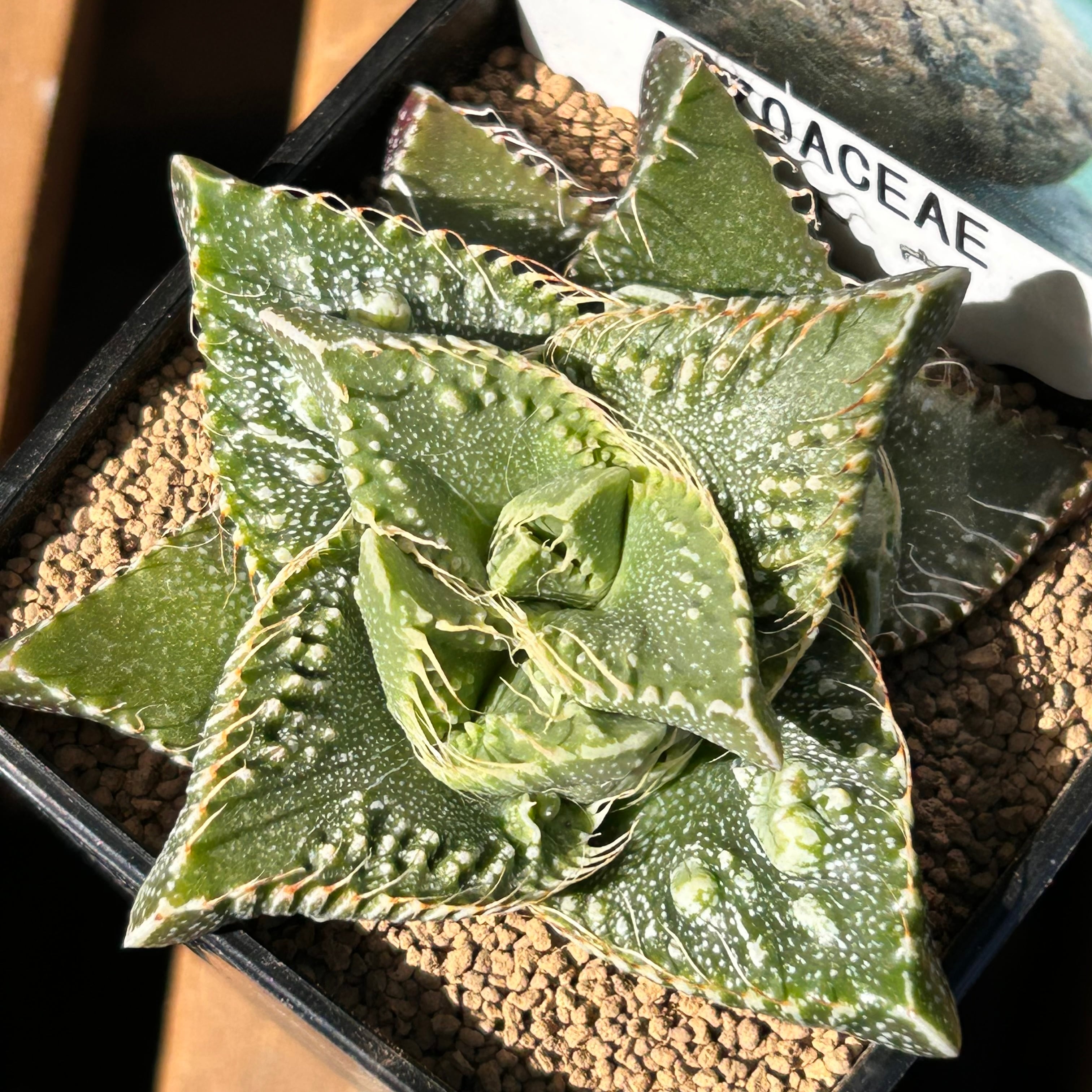 Top【選抜株】多肉植物　264178メドゥーサー　63個　鉢無し/脱土 d768961c38d55a87748996640cf62a