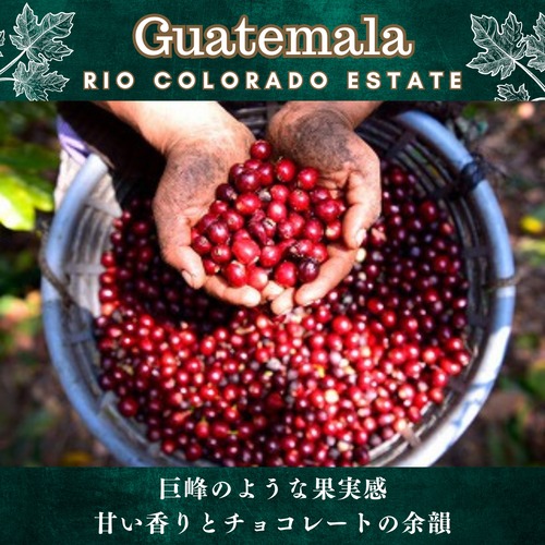 グァテマラ【 リオ・コロラド農園 】200g 画像