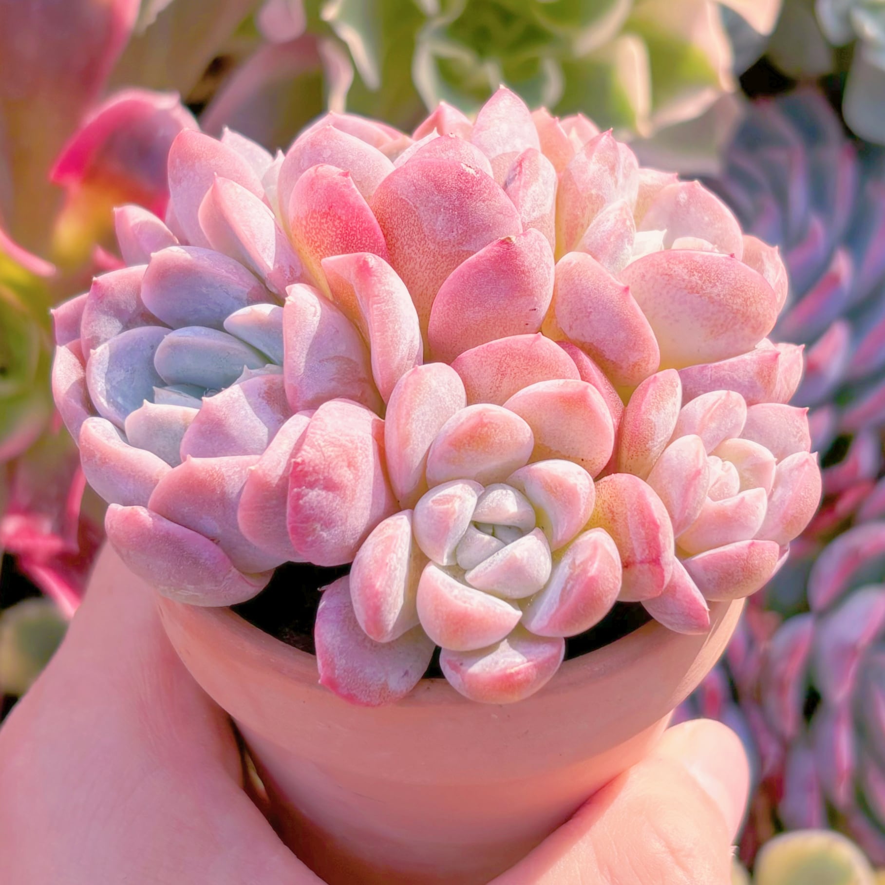 多肉植物 苺大福 群生 新入荷 るる農園 | るる農園~多肉植物専門