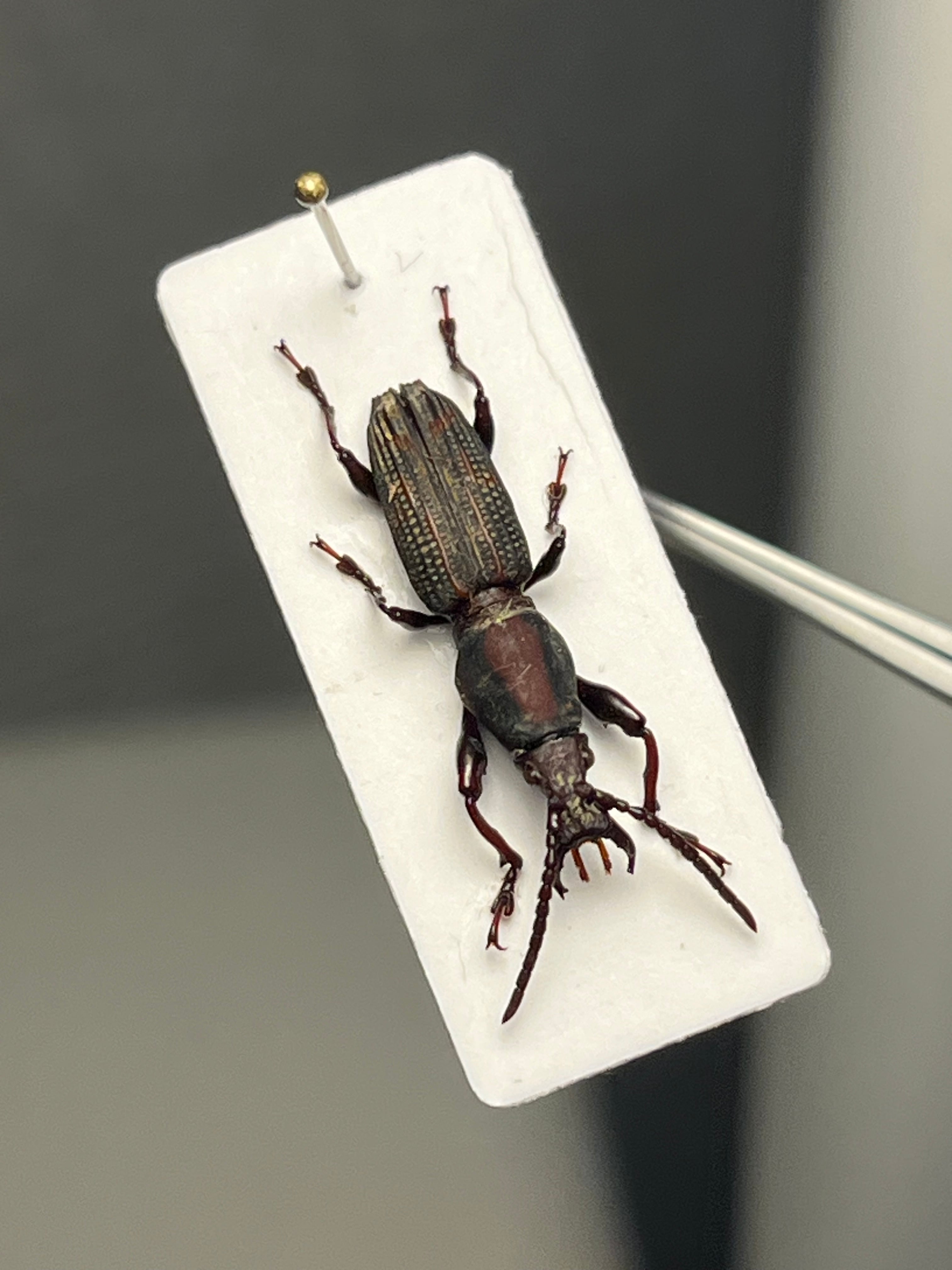 18mm】大顎の発達したミツギリゾウムシの一種 標本ゴミムシダマシ