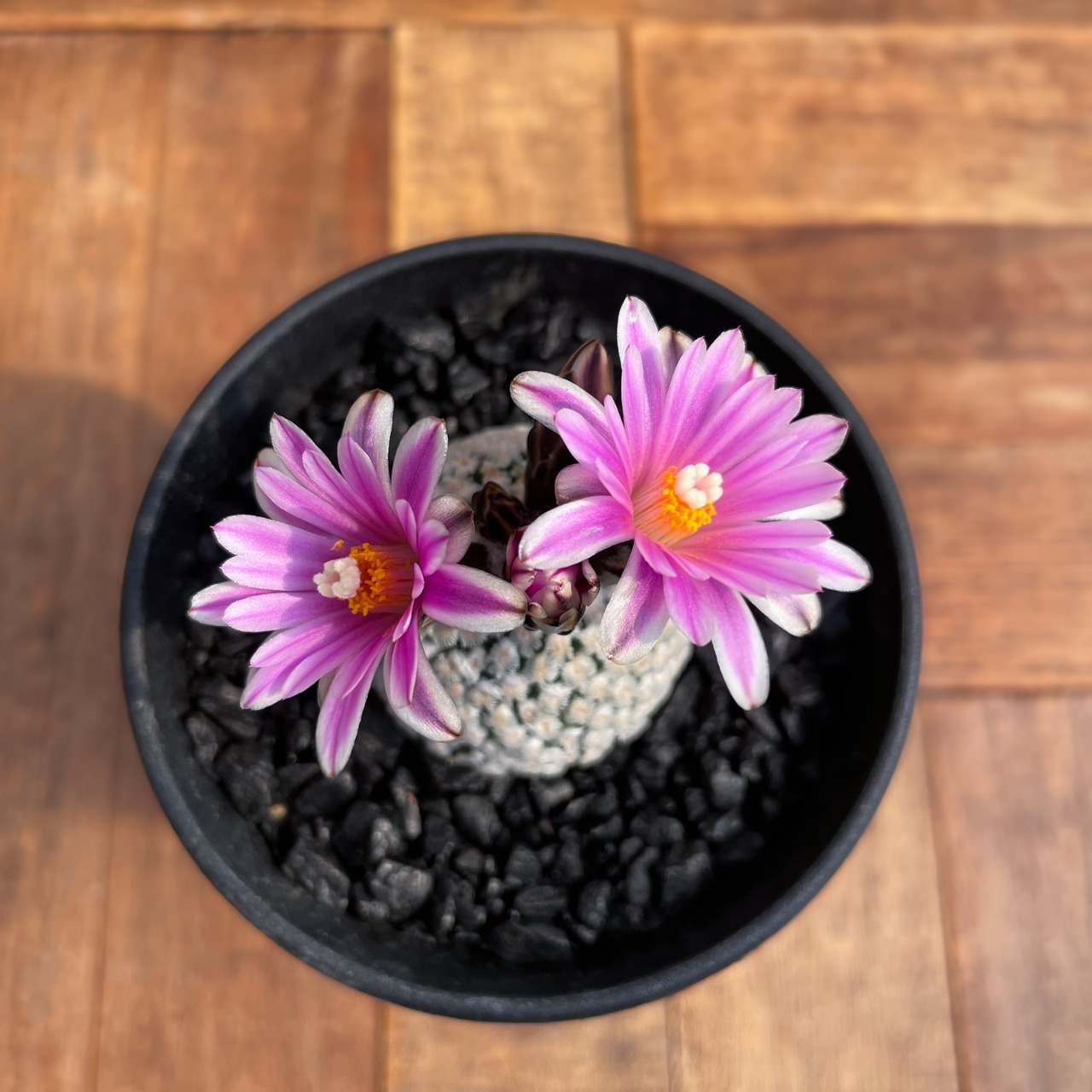 Turbinicarpus valdezianus【ツルビニカルプス・バラ丸】