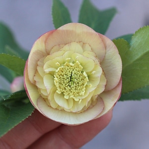 WS26-021 クリスマスローズ ウィンターシンフォニー アプリコット極細ピコティ小輪セミダブル