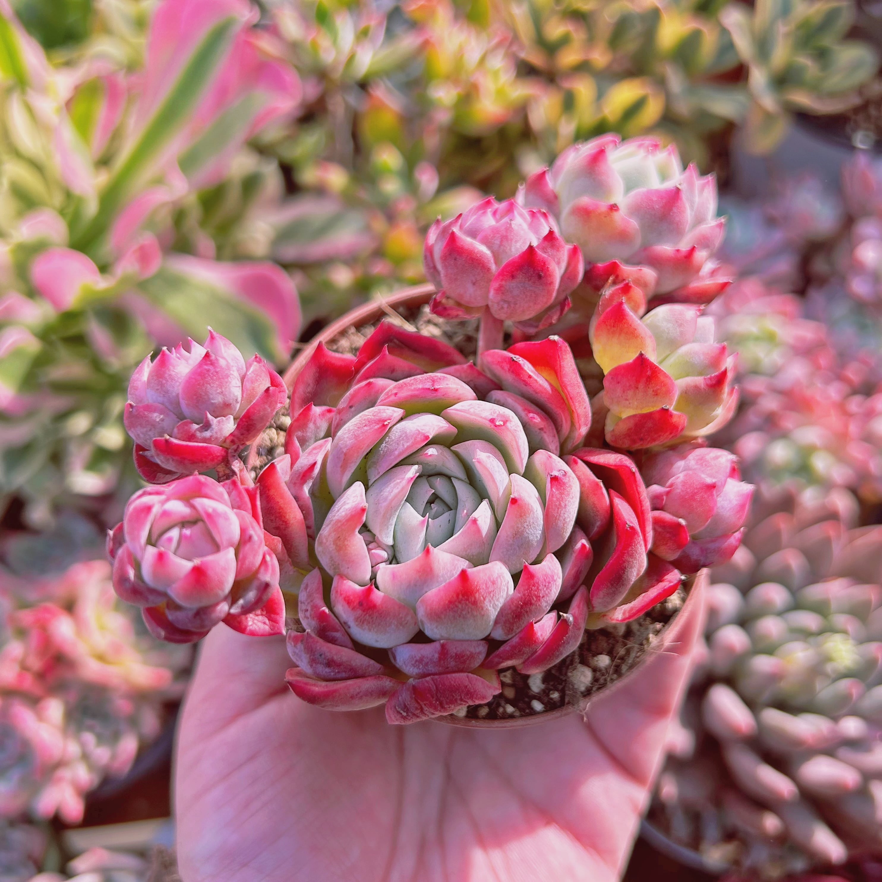 現物　多肉植物　ストロベリーアイス　大群生