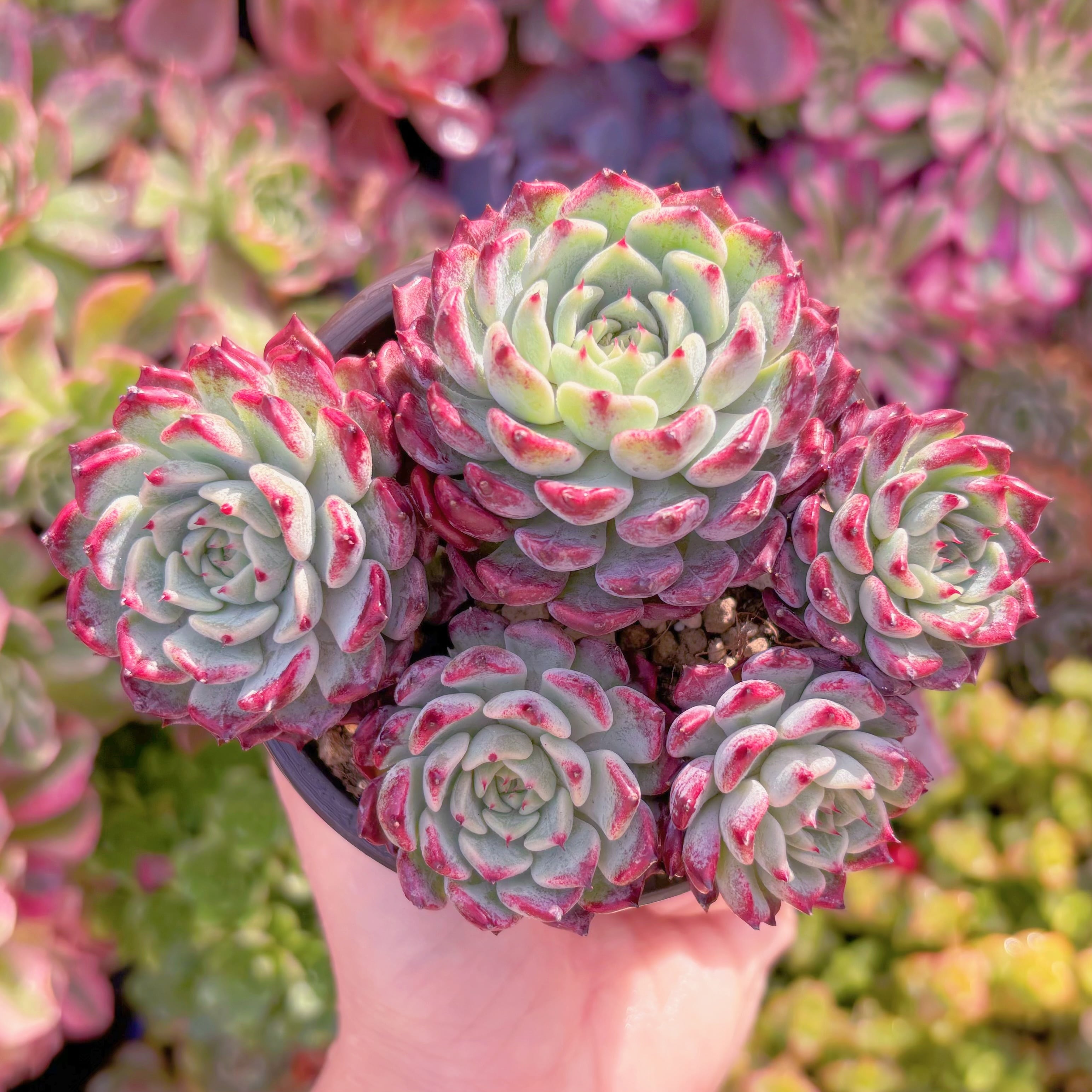 現品　沙羅姫牡丹#1166　群生　新入荷　るる農園