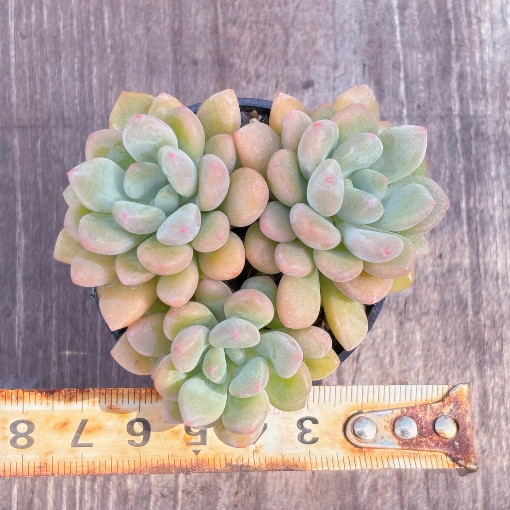 多肉植物 キシリトール 新入荷 るる農園 | るる農園~多肉植物専門