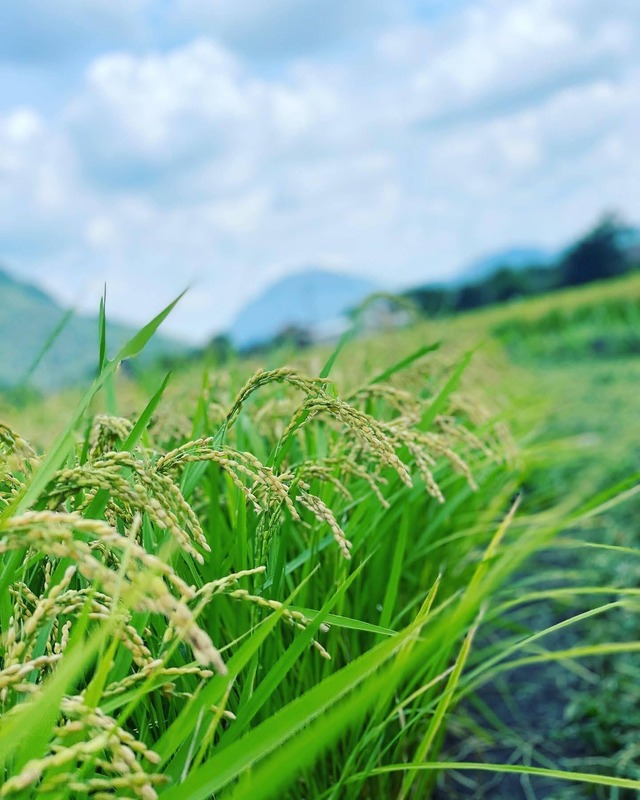 新米！！令和7年産  大自然米【10kg】玄米