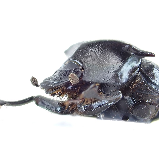 中国産 Onthophagus potanii ♂♀ 14mm/13mm