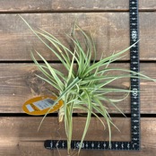 チランジア　インカゴールド【287】