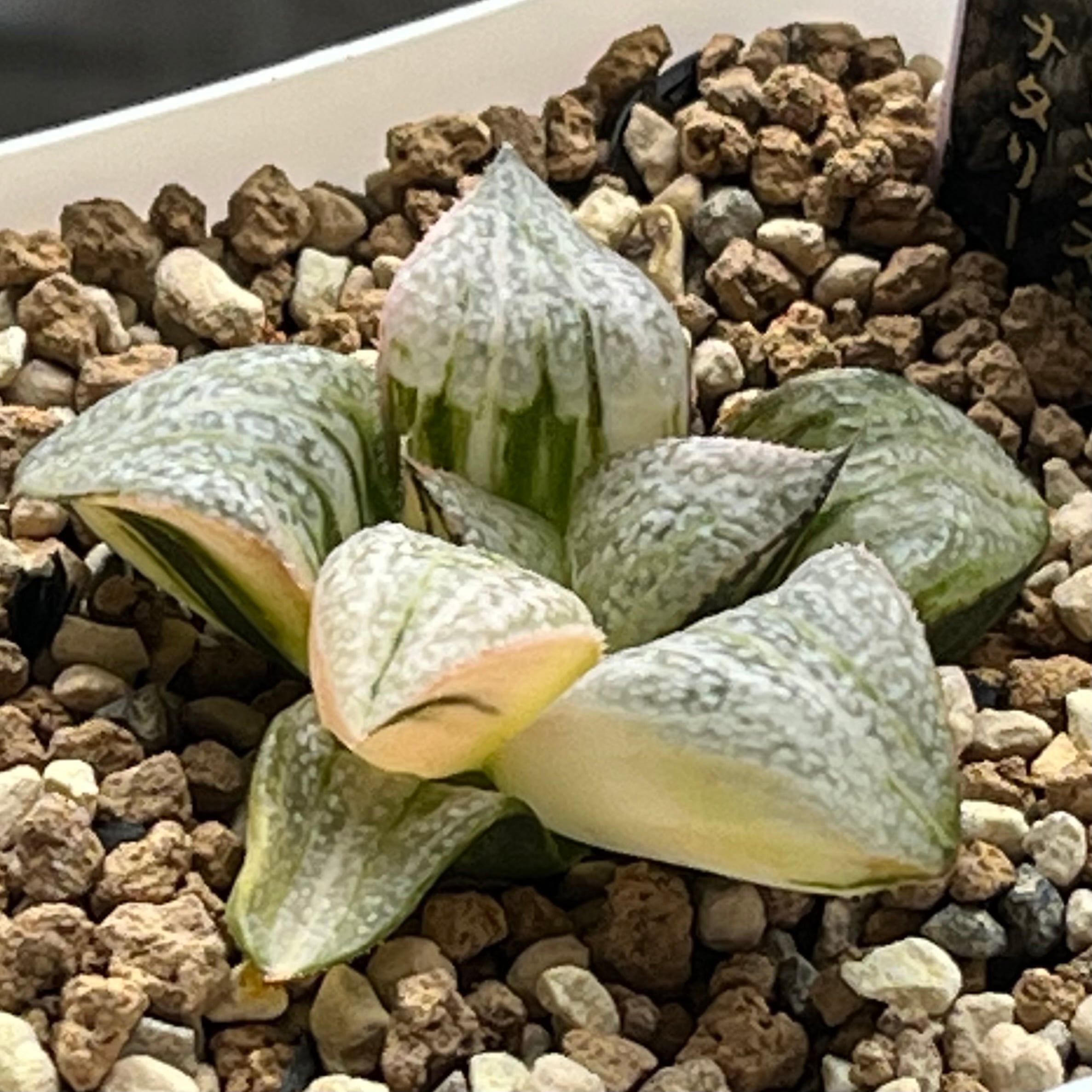 ALL ITEM | mocono_plants