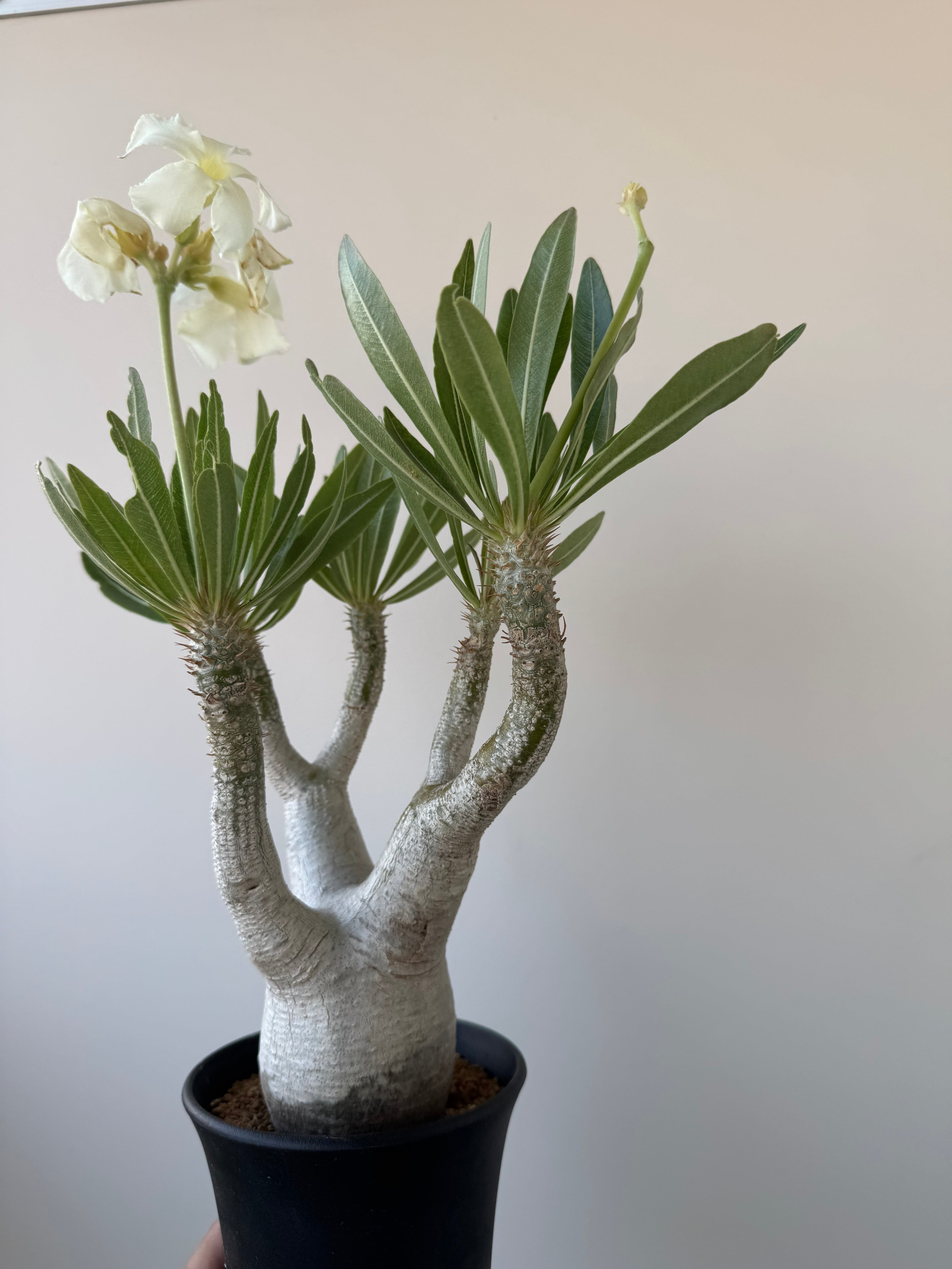 極上品】Pachypodium rosulatum var. inopinatum【白花咲かせる美しい