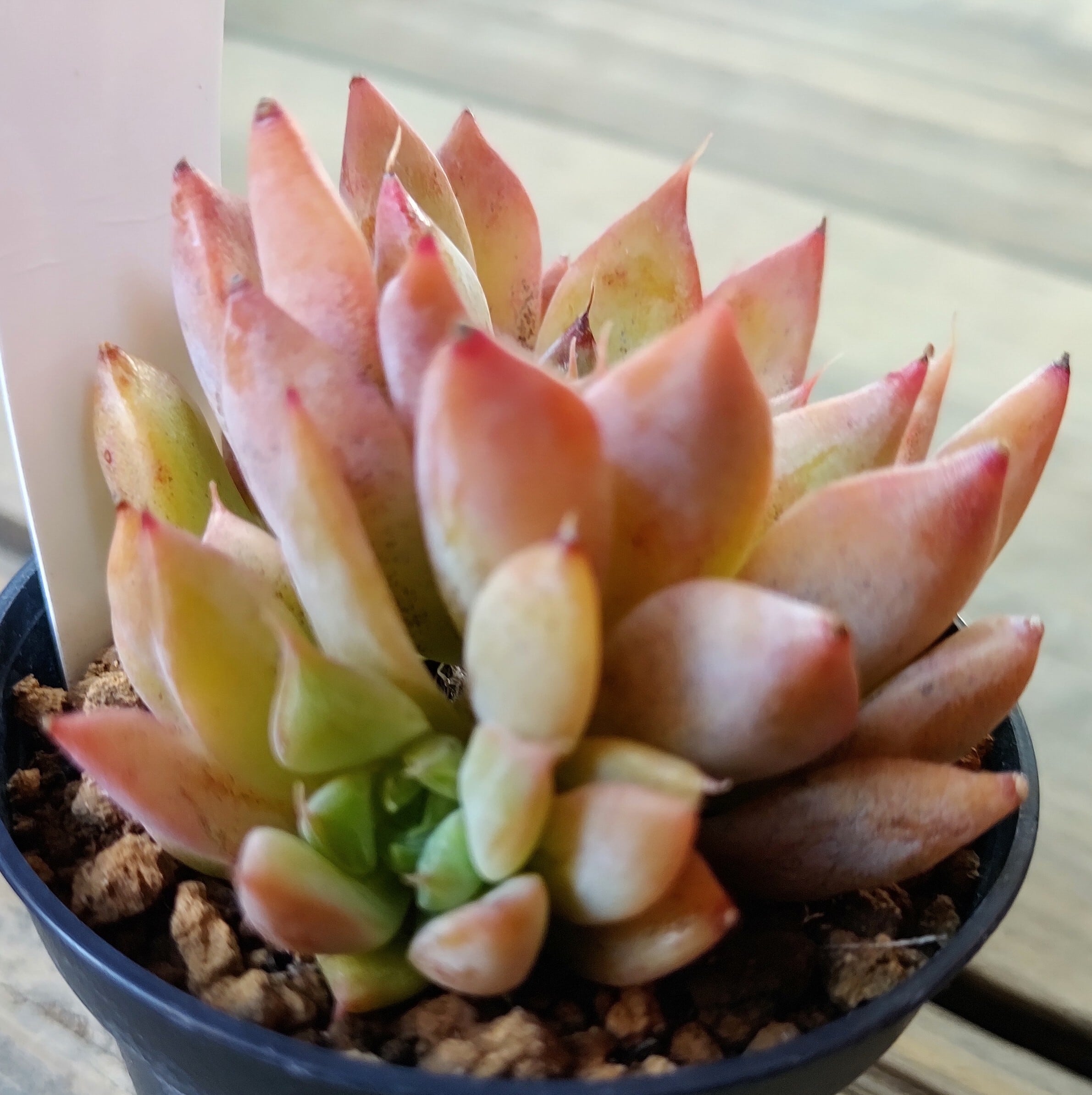 韓国苗 | RuPo 多肉植物専門店