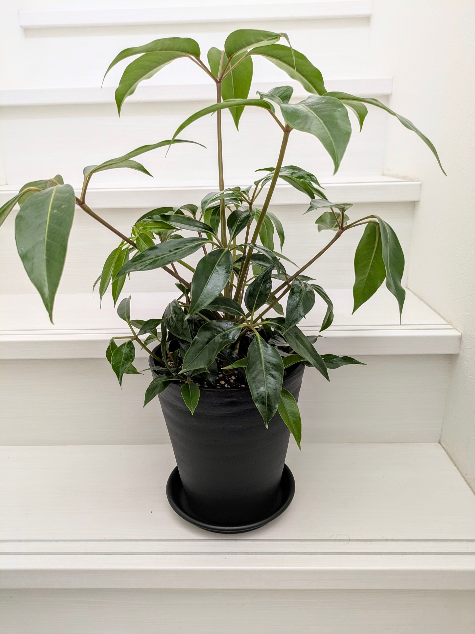 観葉植物》 オリーブ「ひなかぜ」 7号 | 札幌 花屋【花だより 公式