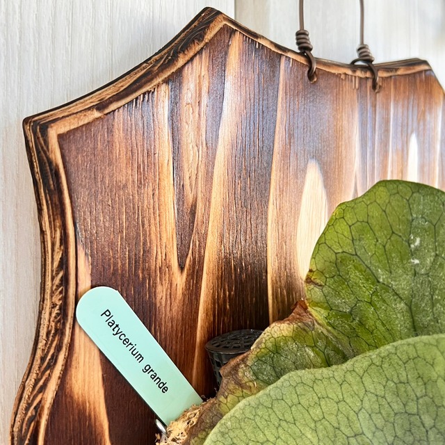 ビカクシダ グランデ 板付 【観葉植物 壁掛け コウモリラン】