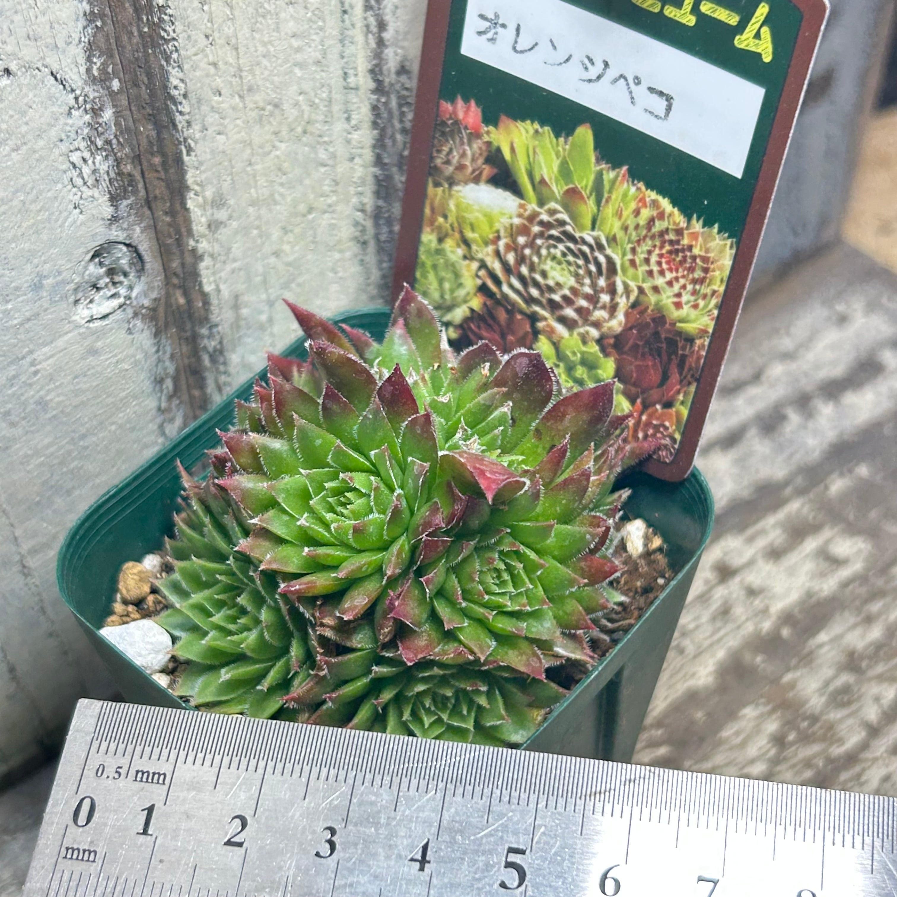 オレンジペコ センペルビウム | RuPo 多肉植物専門店