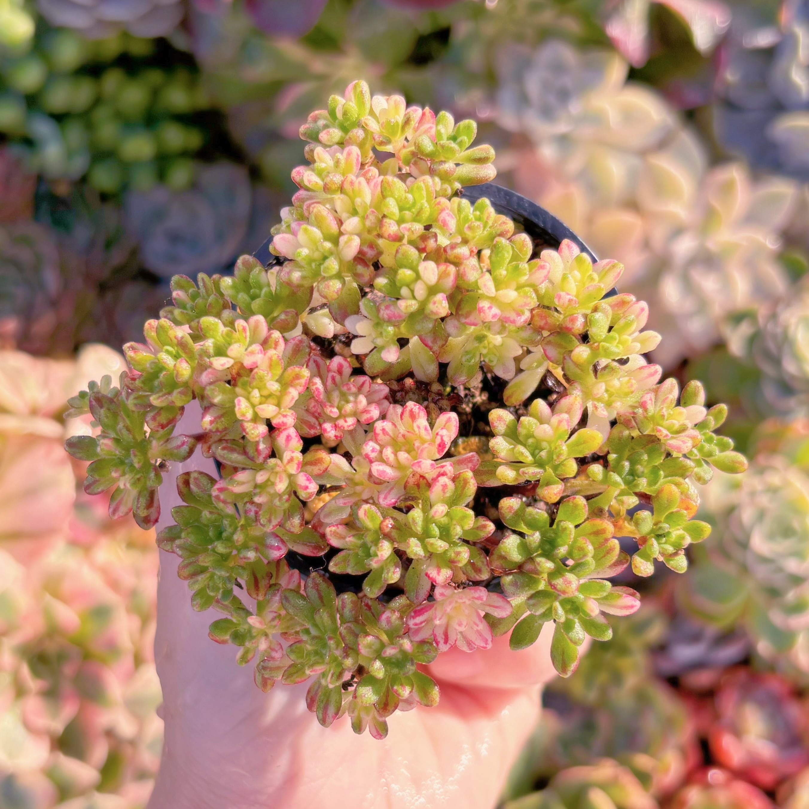 現品　小人の祭り錦#M256　るる農園