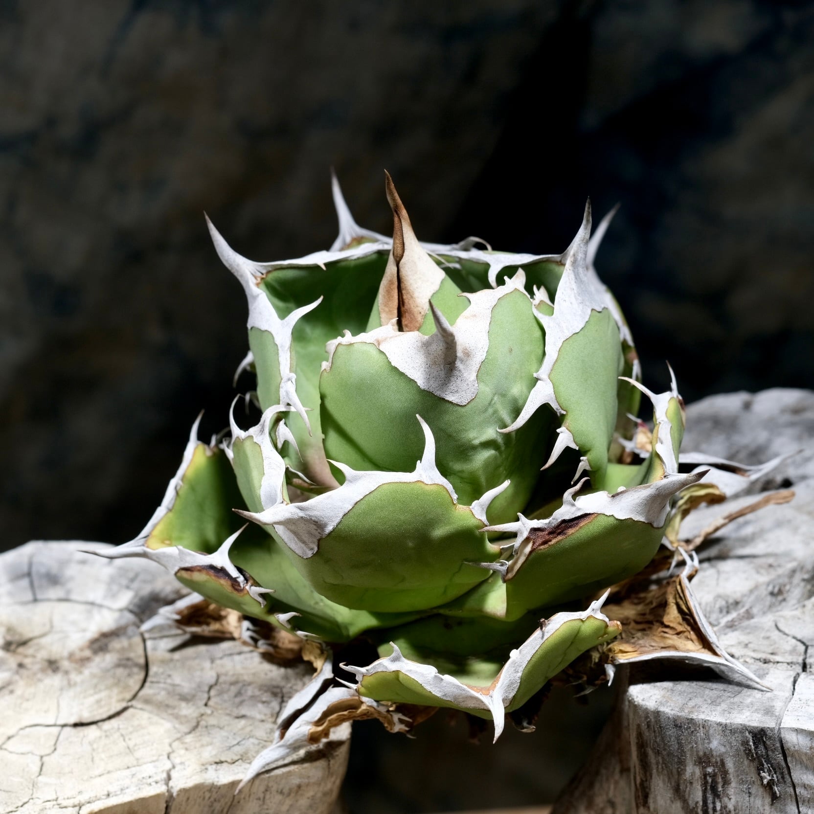 Agave titanota Wabi チェリーボム 13cm(子株付） | wabi