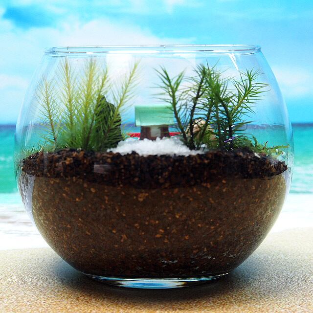 苔神社【苔テラリウム・手作りキット一式】金魚鉢 | 工房・津軽moss