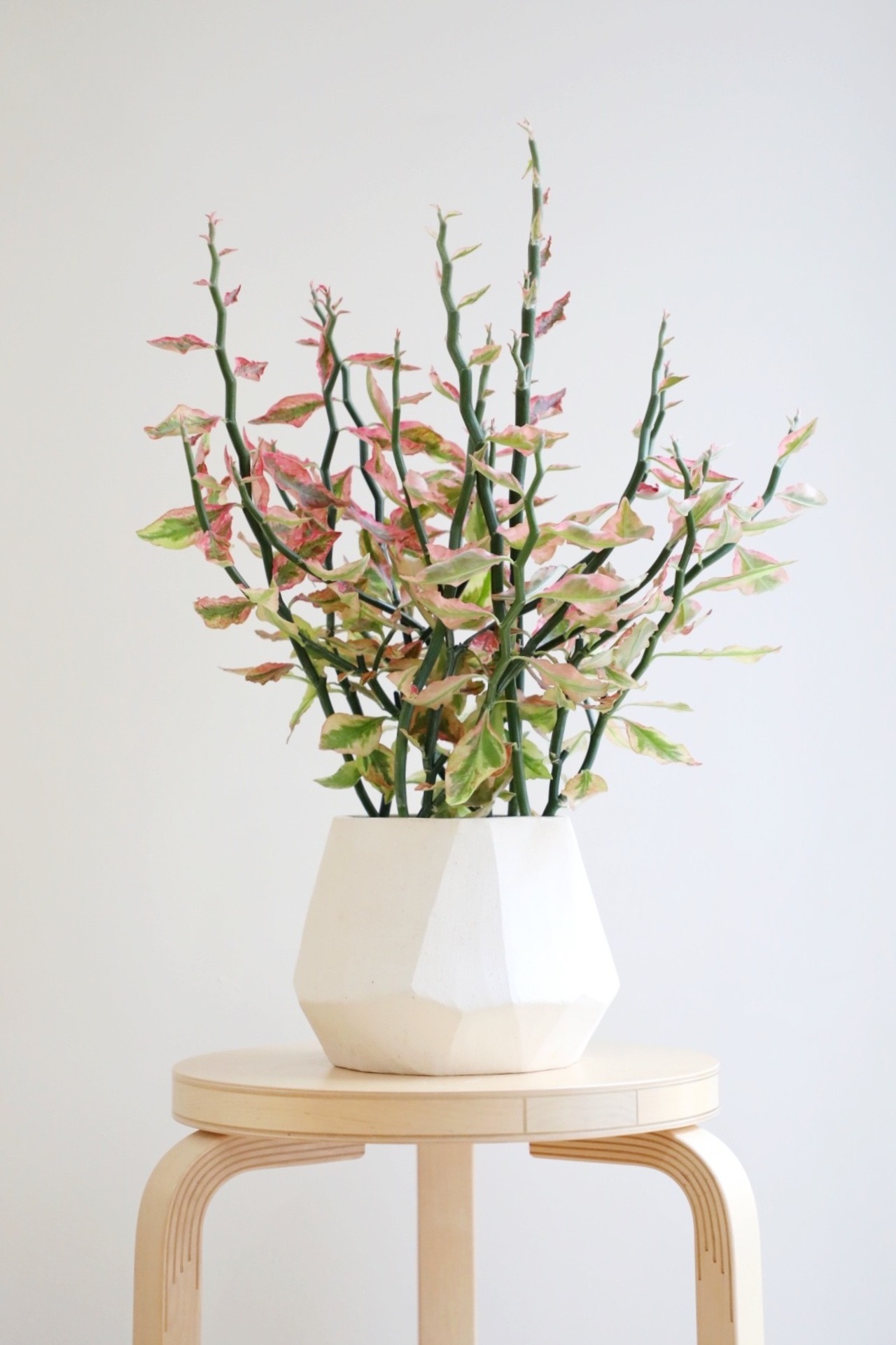 【M】ダイギンリュウ/大銀龍/Euphorbia tithymaloides