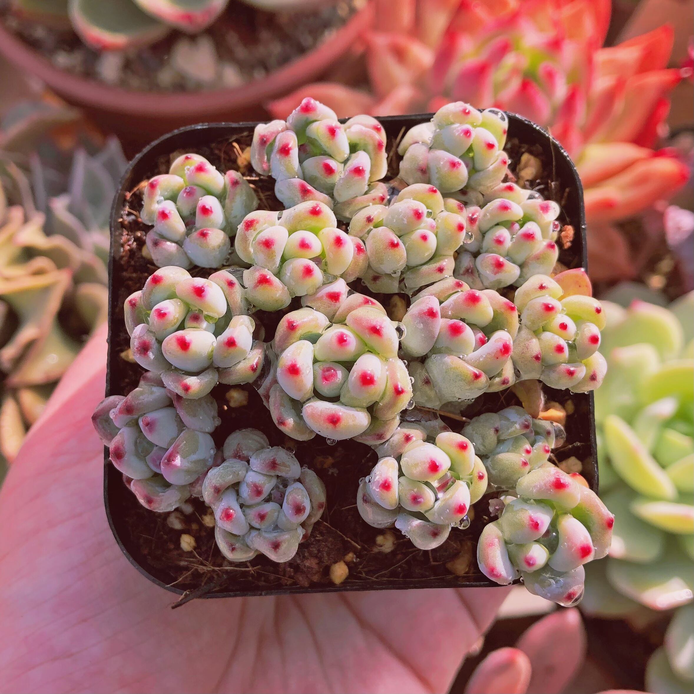 現物　多肉植物　commixtum