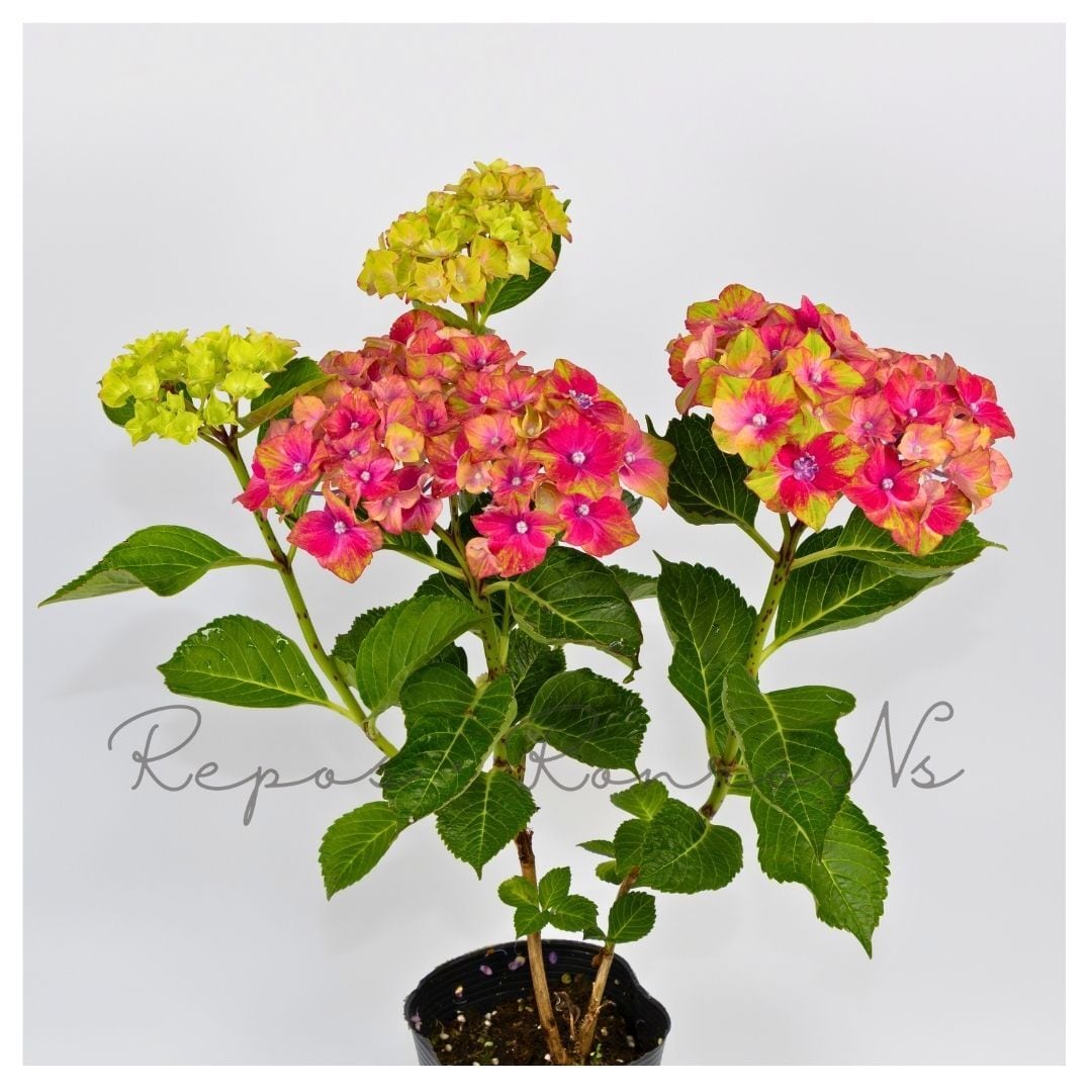 アジサイ:シュロスバッカーバルトレッド・レッド(3.5号)秋色紫陽花 ハイドランジア アジサイ 紫陽花 鉢花 母の日 ギフト 落葉樹