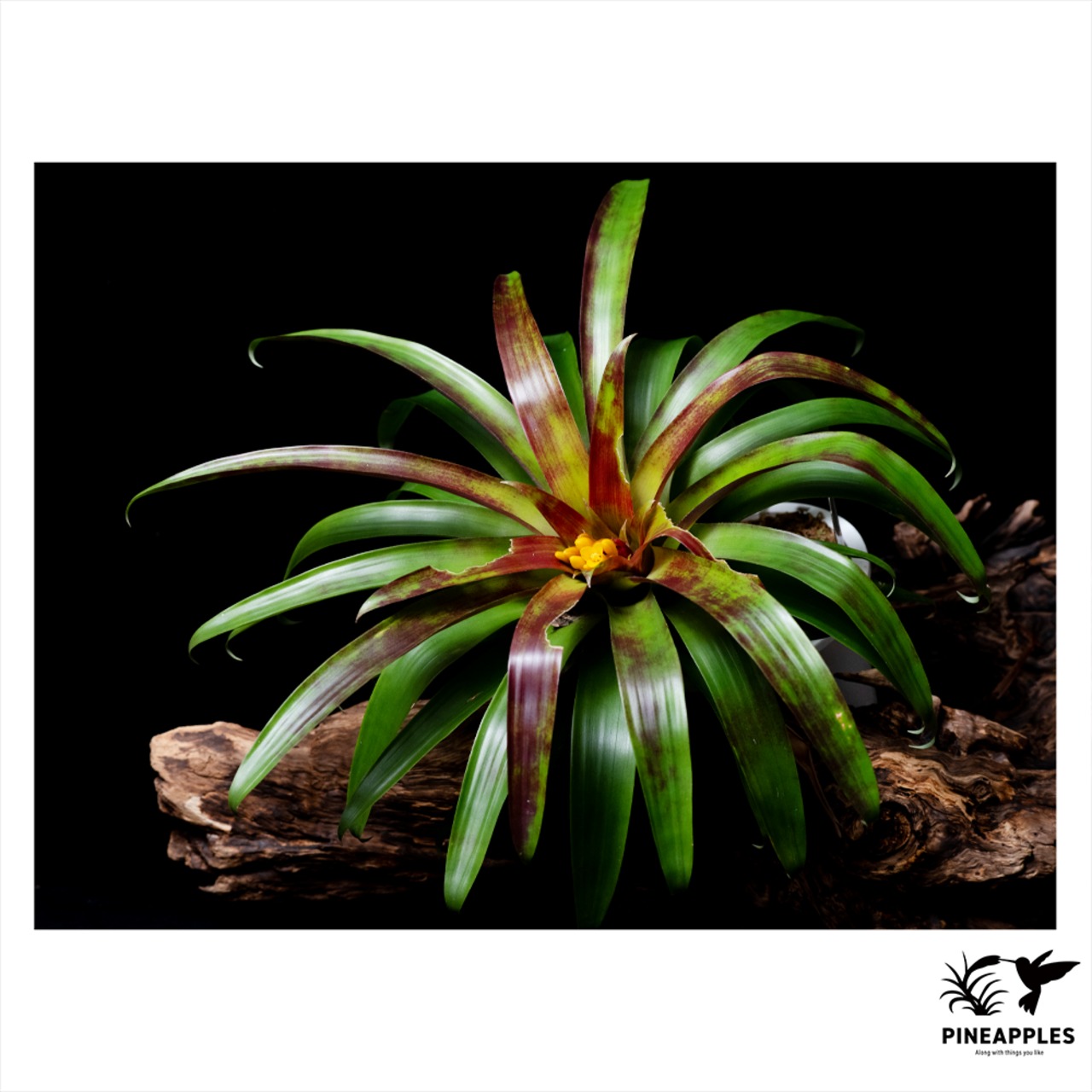 Guzmania cerrohoyaensis - 2