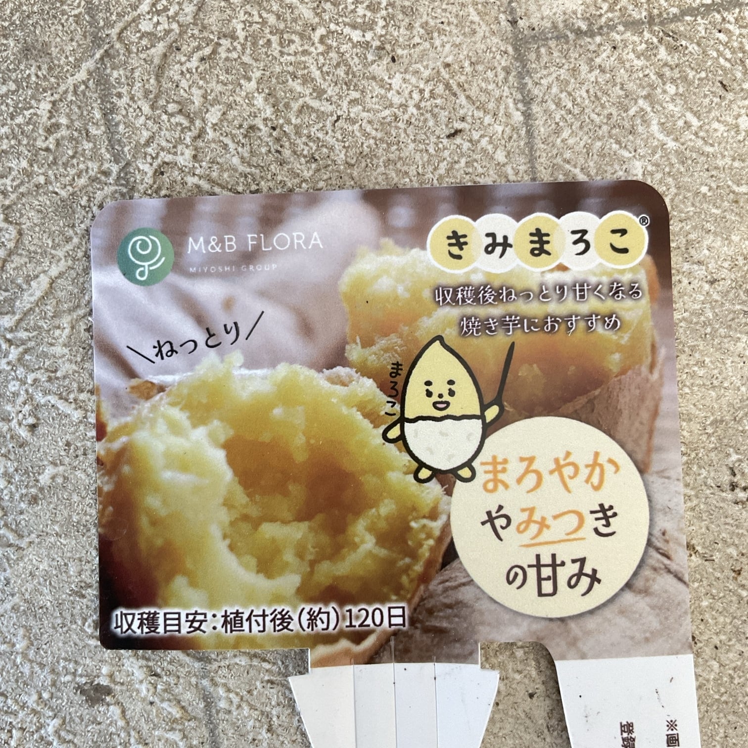 野菜苗】さつまいも苗 きみまろこ 1パック（4本） | 橋本種苗園