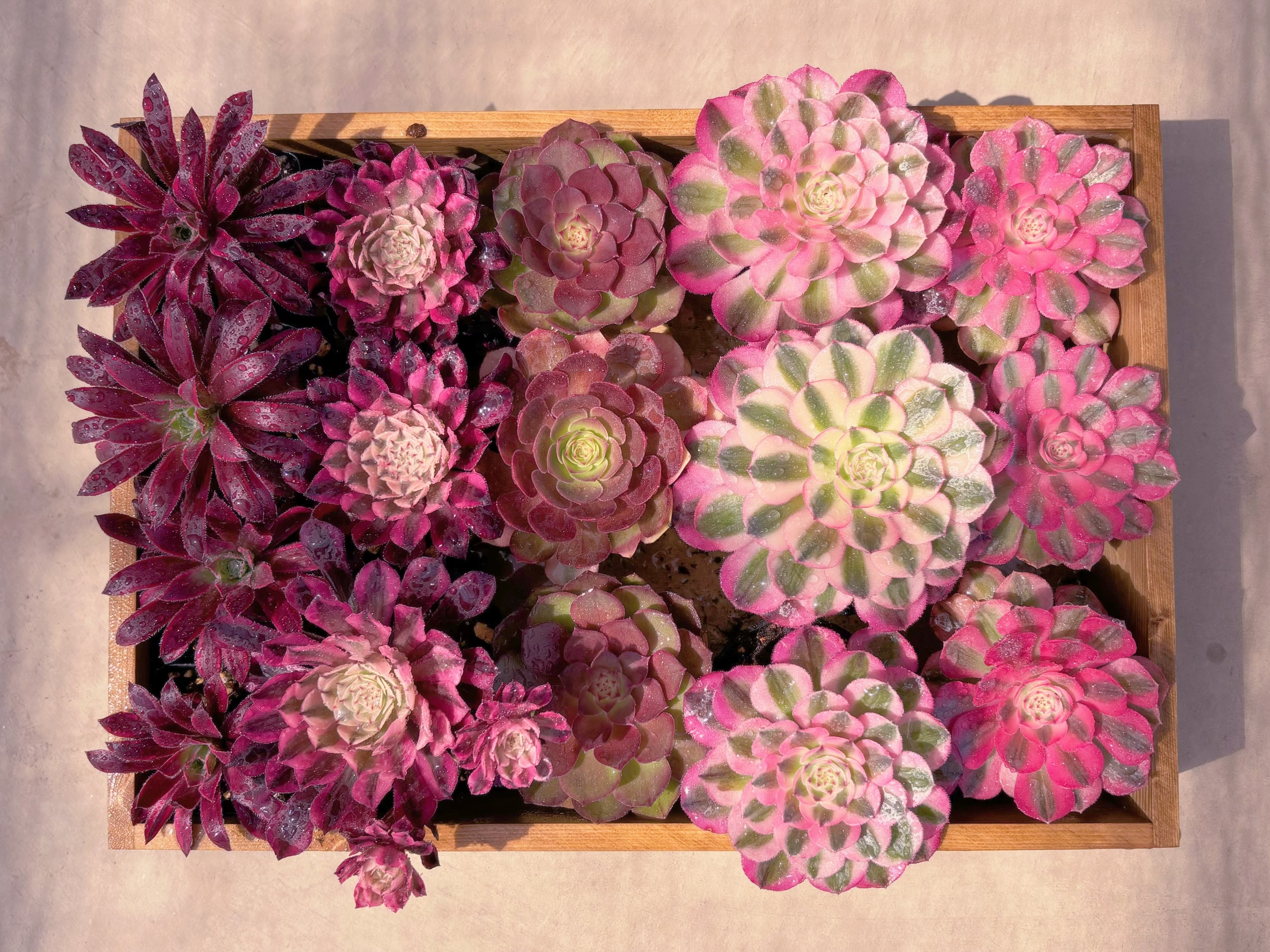 BASE販売会アエオセット001