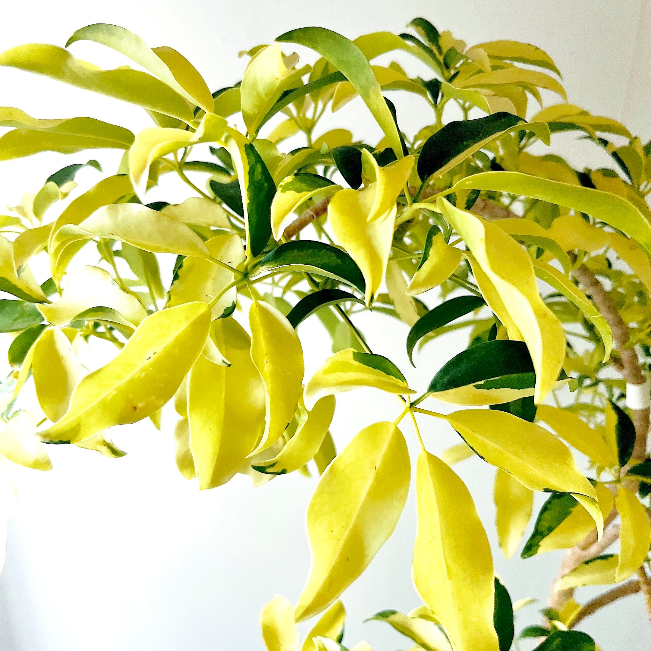 Luxury Plants】希少 シェフレラ・グランディ 斑入り 観葉植物 calm
