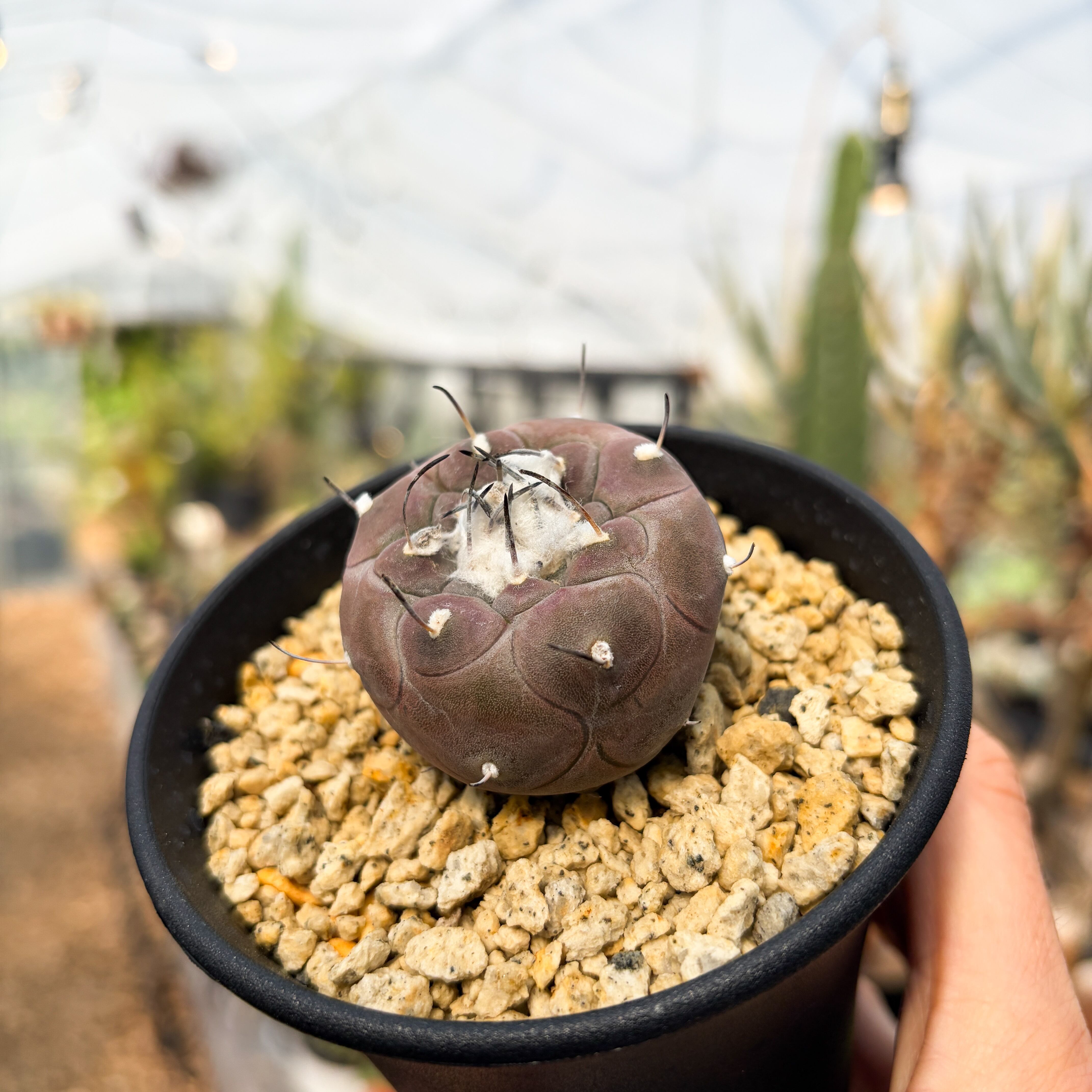 Turbinicarpus jauernigii【ツルビニカルプス・ハウエルニギー