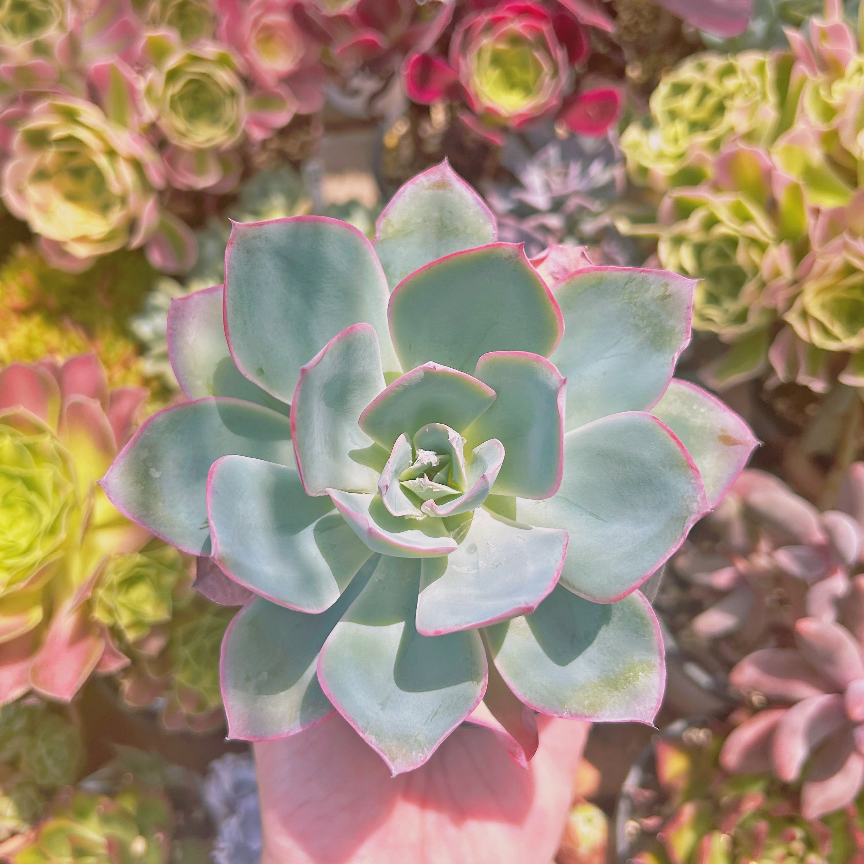 現物　多肉植物　ネオンライト　大苗