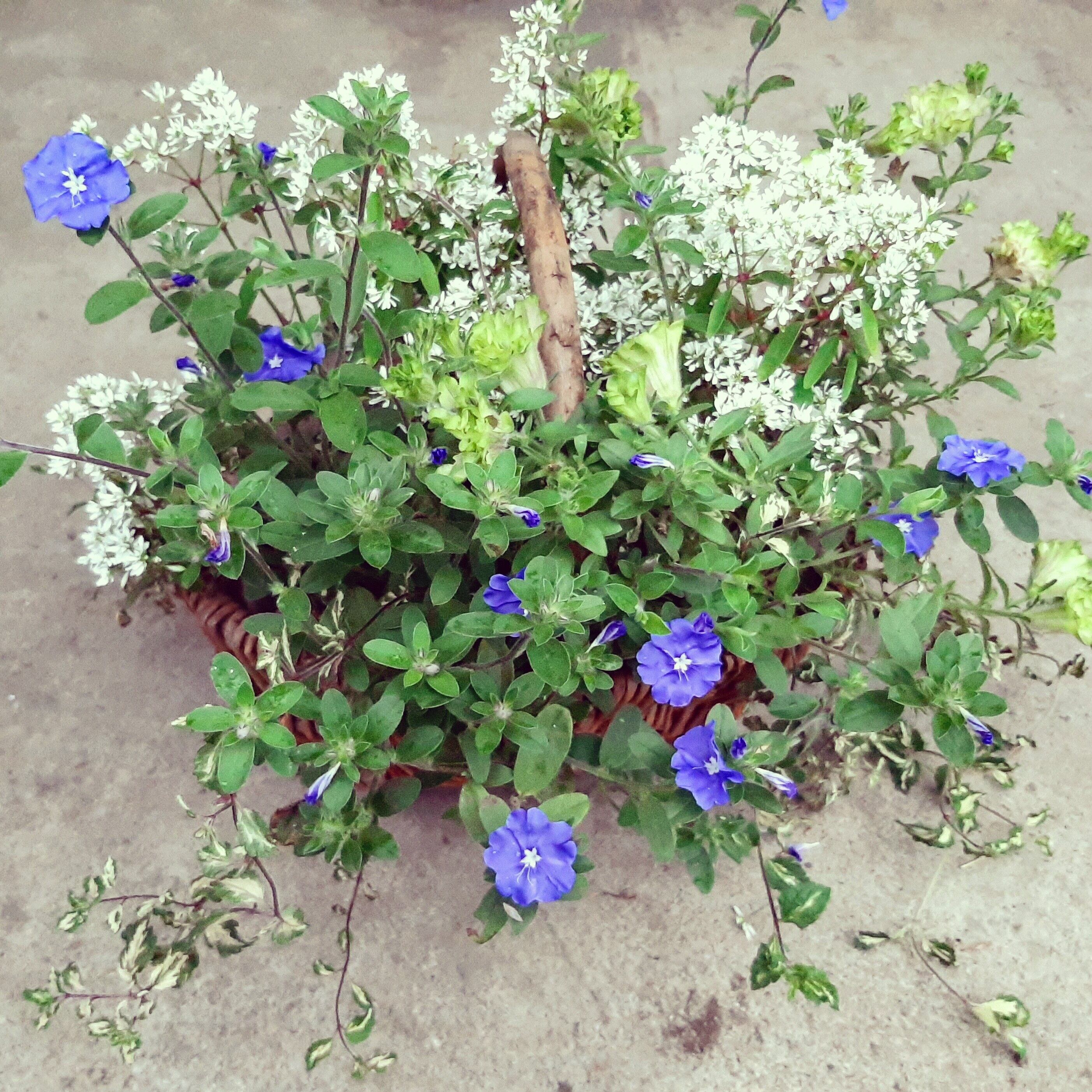 緑のペチュニア アメリカンブルー ユーフォルビアの寄せ植え Aogera Farm 緑のペチュニア アメリカンブルー ユーフォルビアの寄せ植え Aogera Farm
