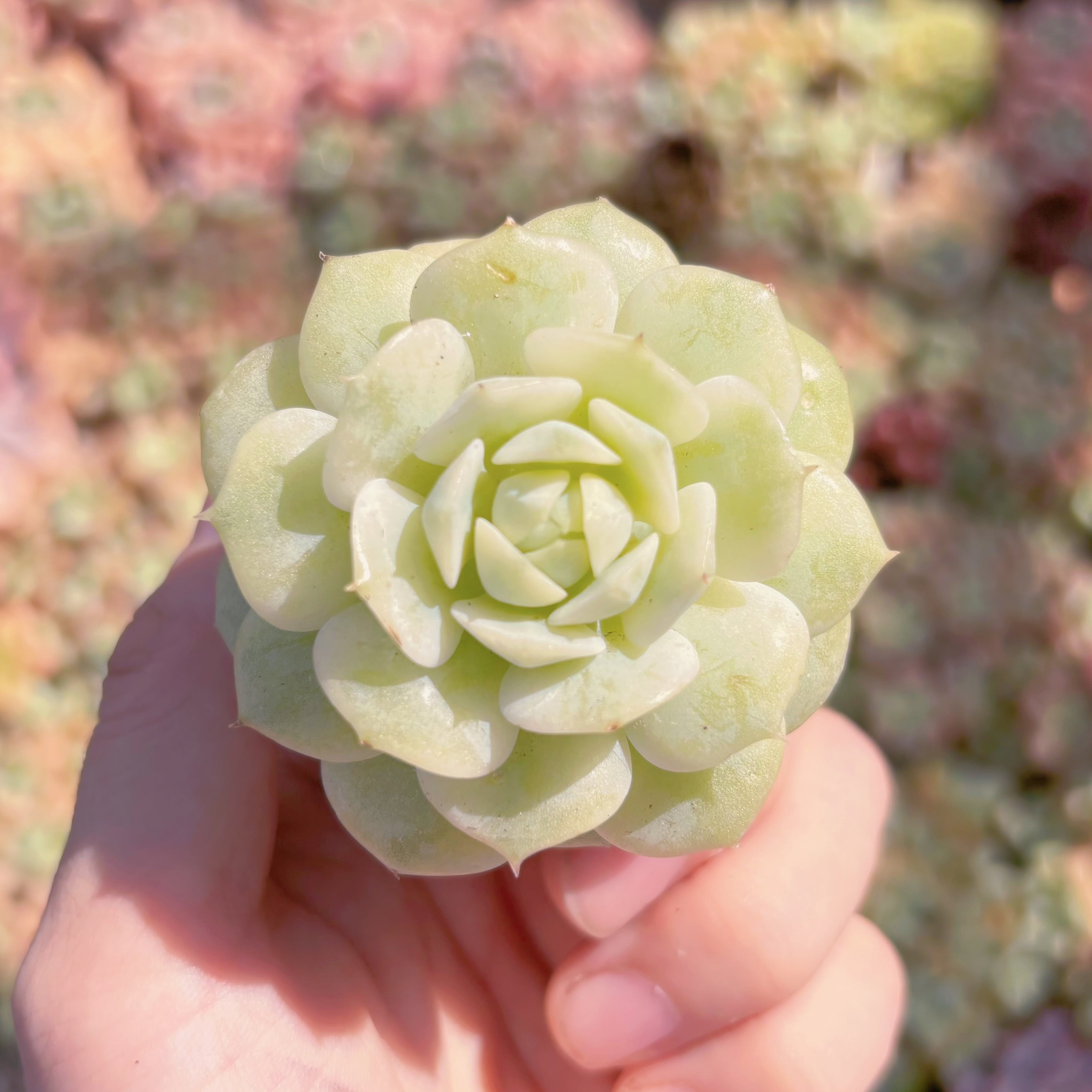 多肉植物　静夜錦　新入荷　るる農園