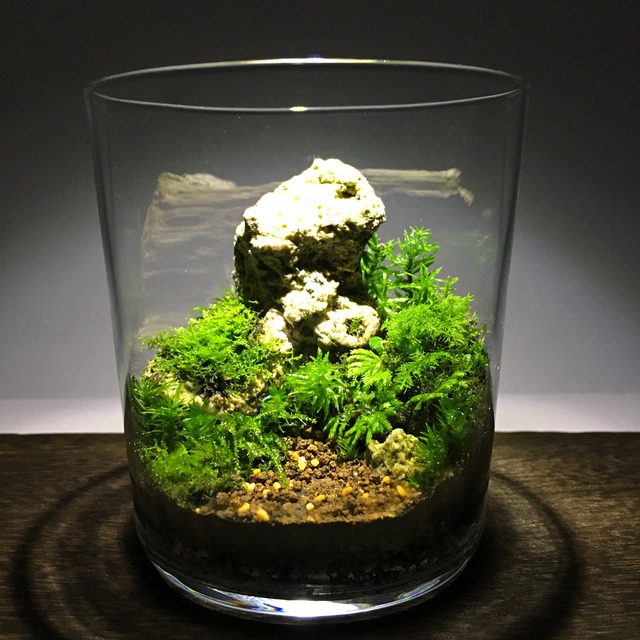 Design Series デザインシリーズ コケ 苔テラリウム 観葉植物 グリーン 贈り物 優雨苔 Yu Koke 苔テラリウム こけ 素材の販売