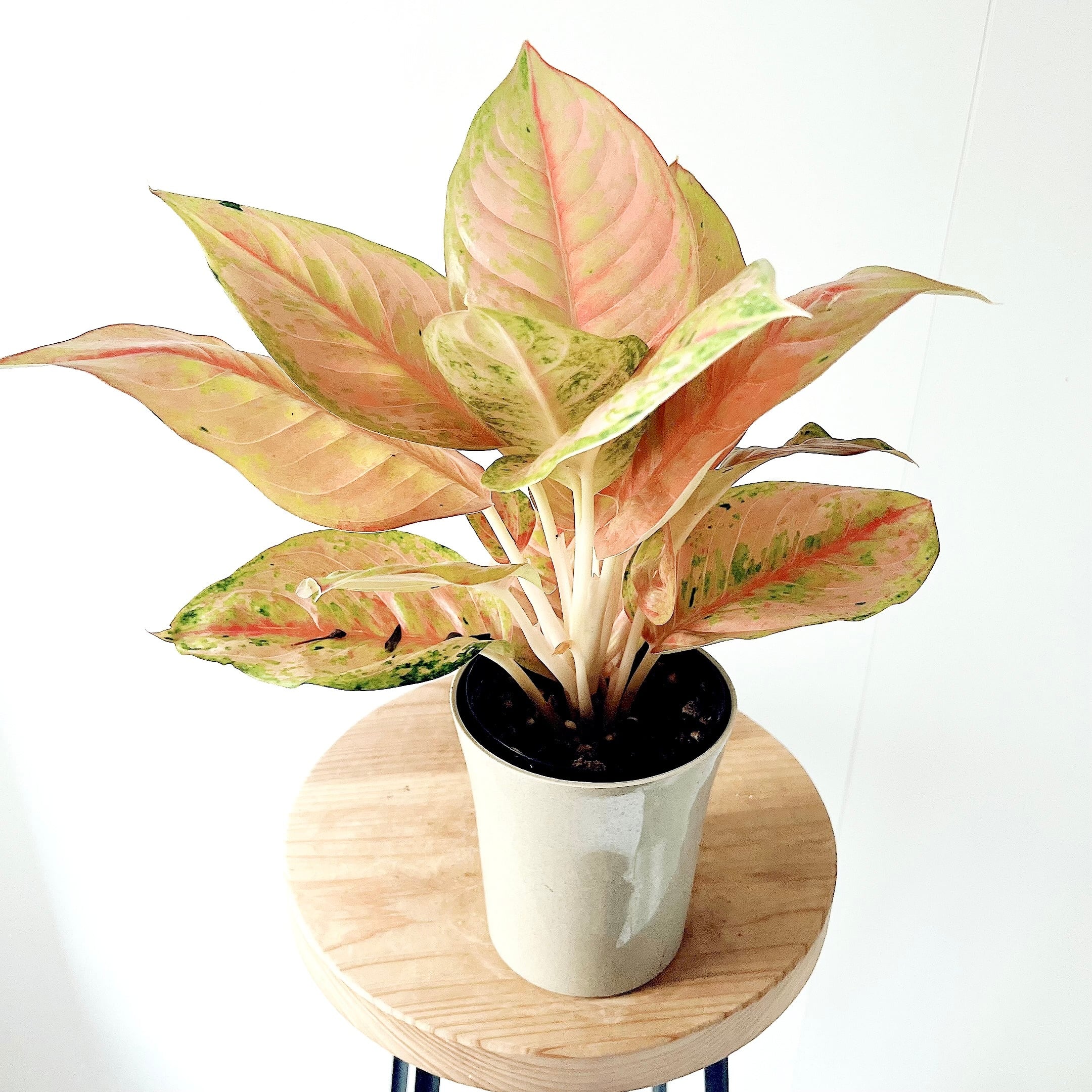 ゆったり癒しの アンスリウムフーケリー 5号鉢 観葉植物 calm cafe