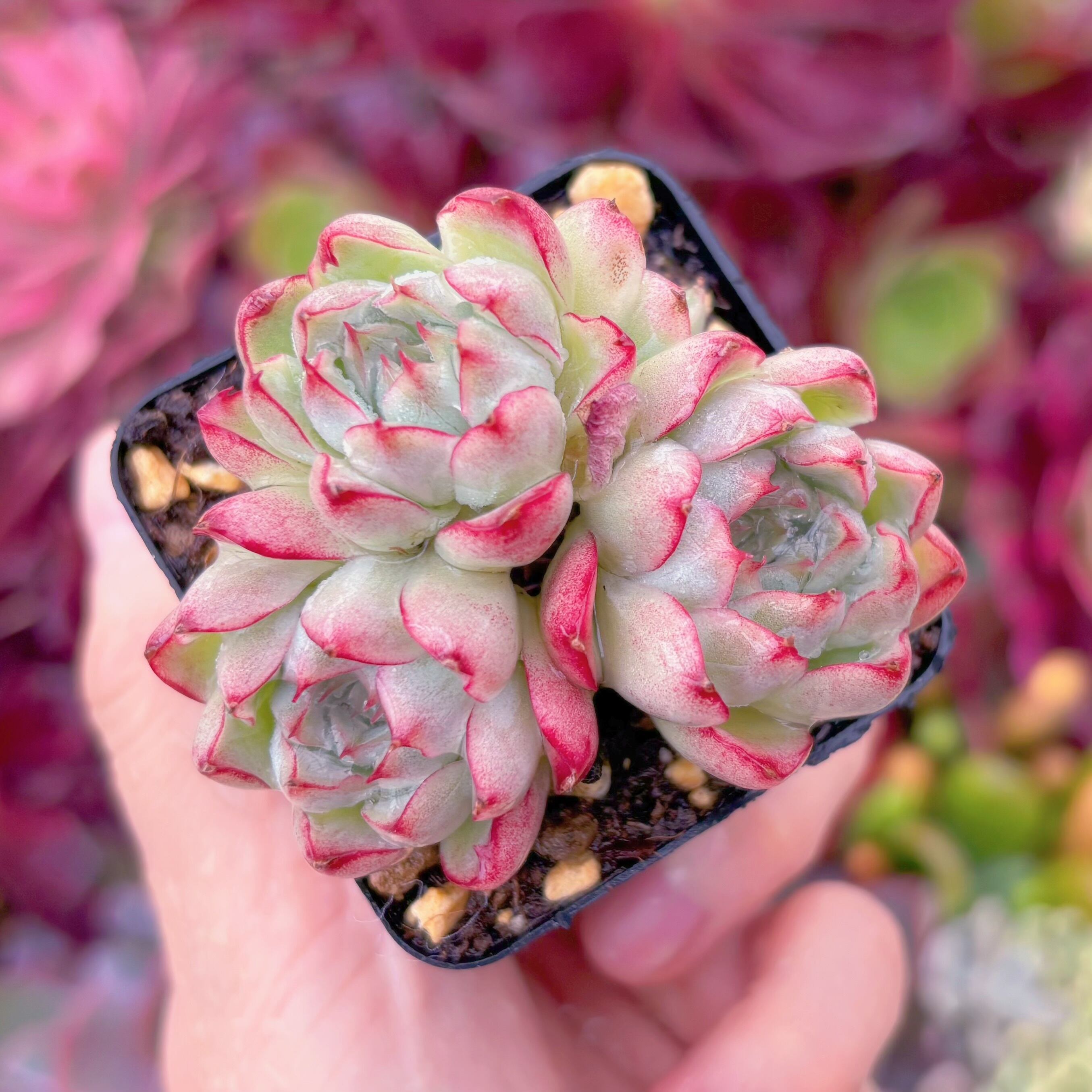 現品　ピンク女王#825　群生　るる農園