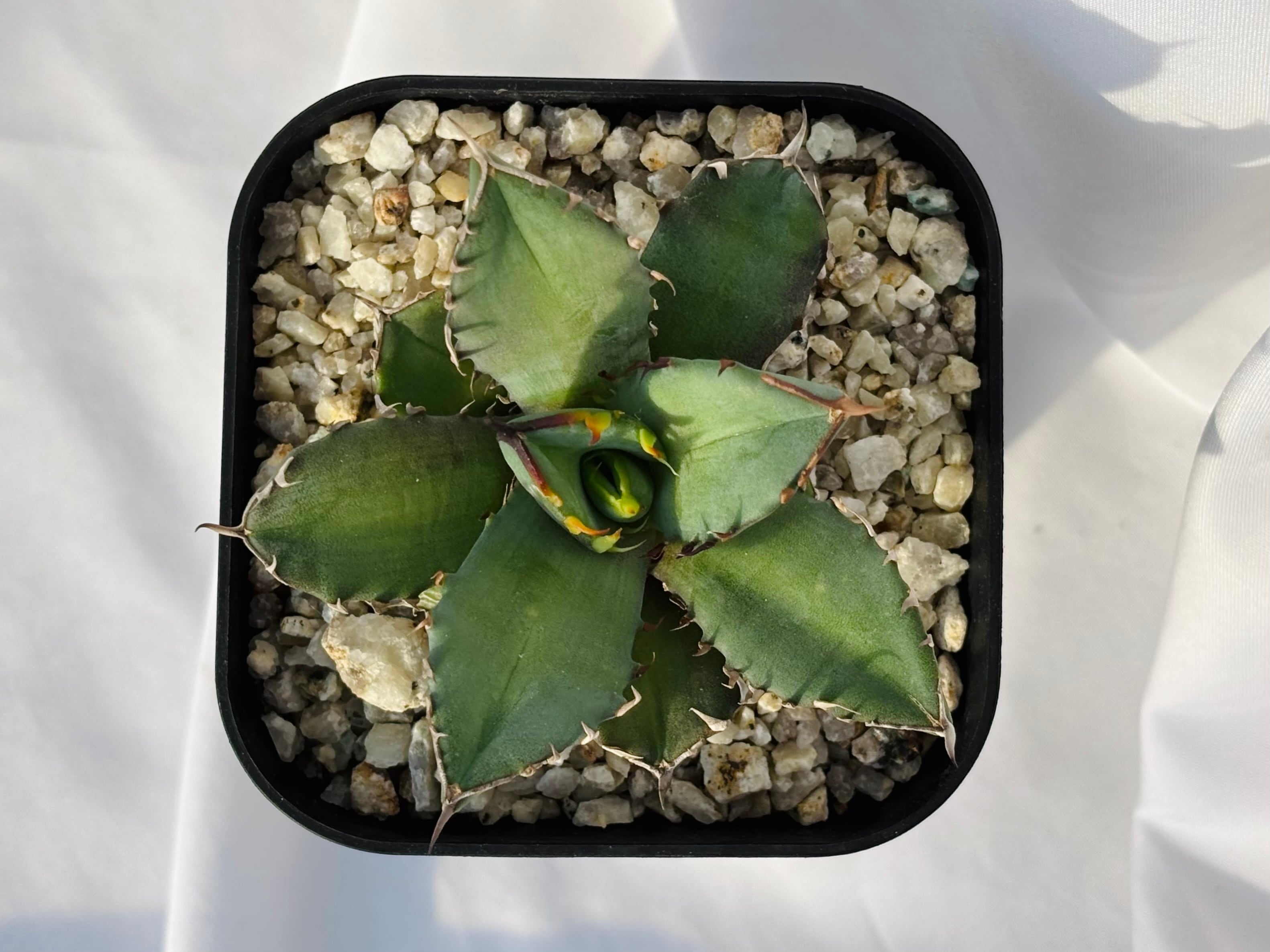 Agave titanota アガベ チタノタ オテロイ 多肉植物 | plants MARU