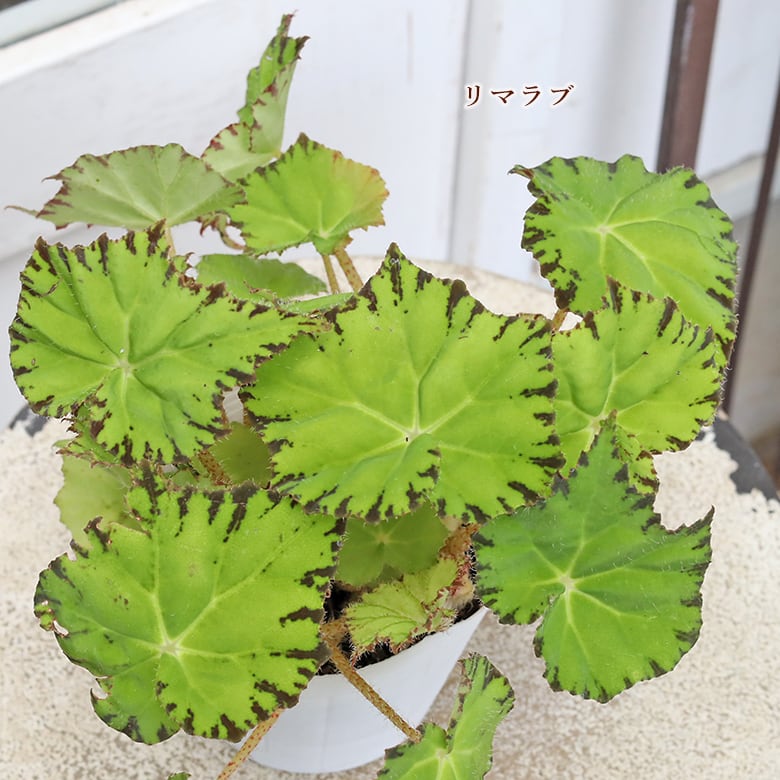 観葉植物 レックスベゴニア 4号 パープルフラッシュ ハワイアン