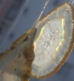 Pluto - アゲートヒーリングチャイム / Agate Sun Catcher Wind Chime 1056