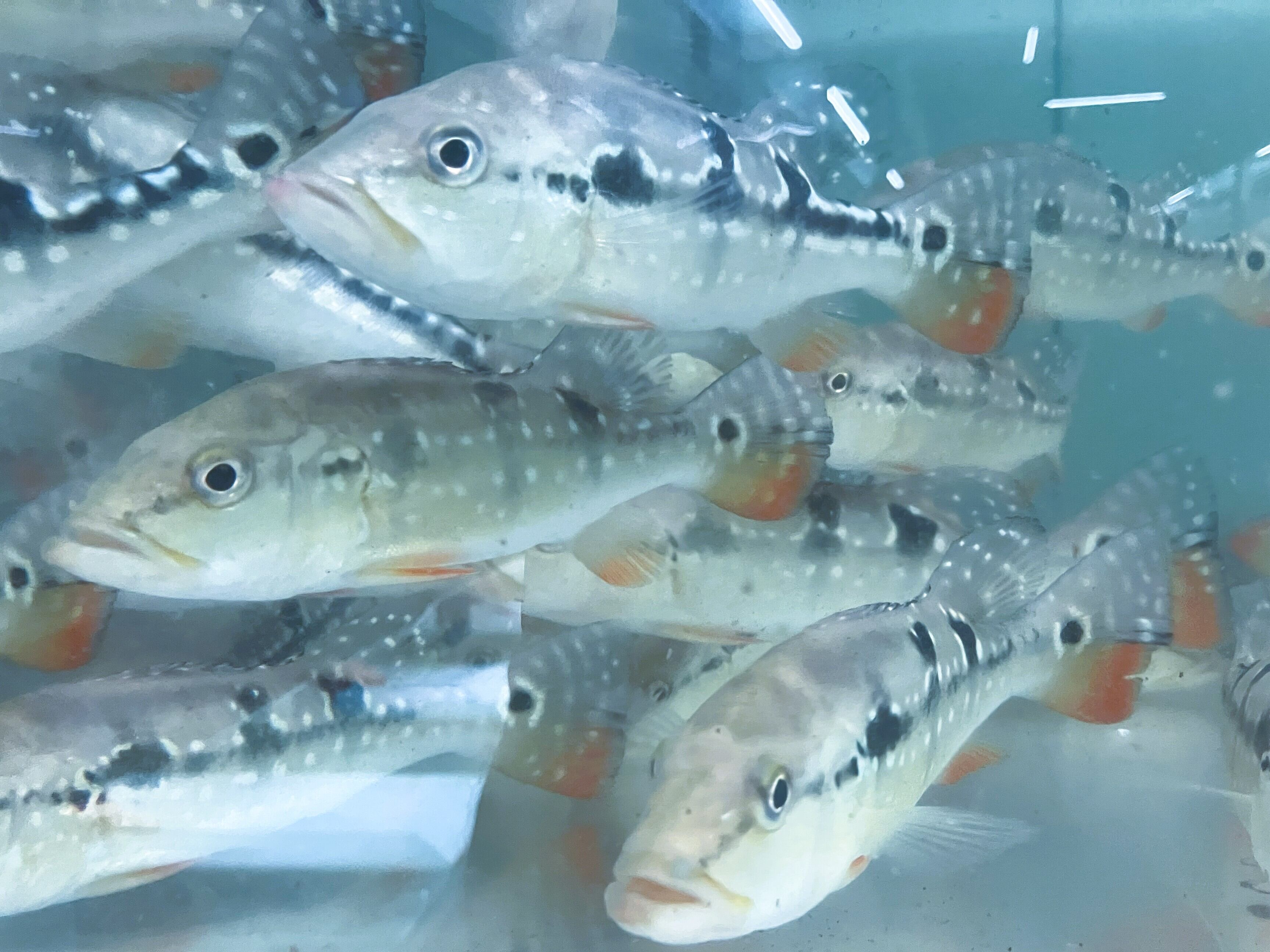 大型魚　キクラピクティ 淡水魚】【通販】キクラ ピクティ(アラグアイアブルー)【1匹 サンプル