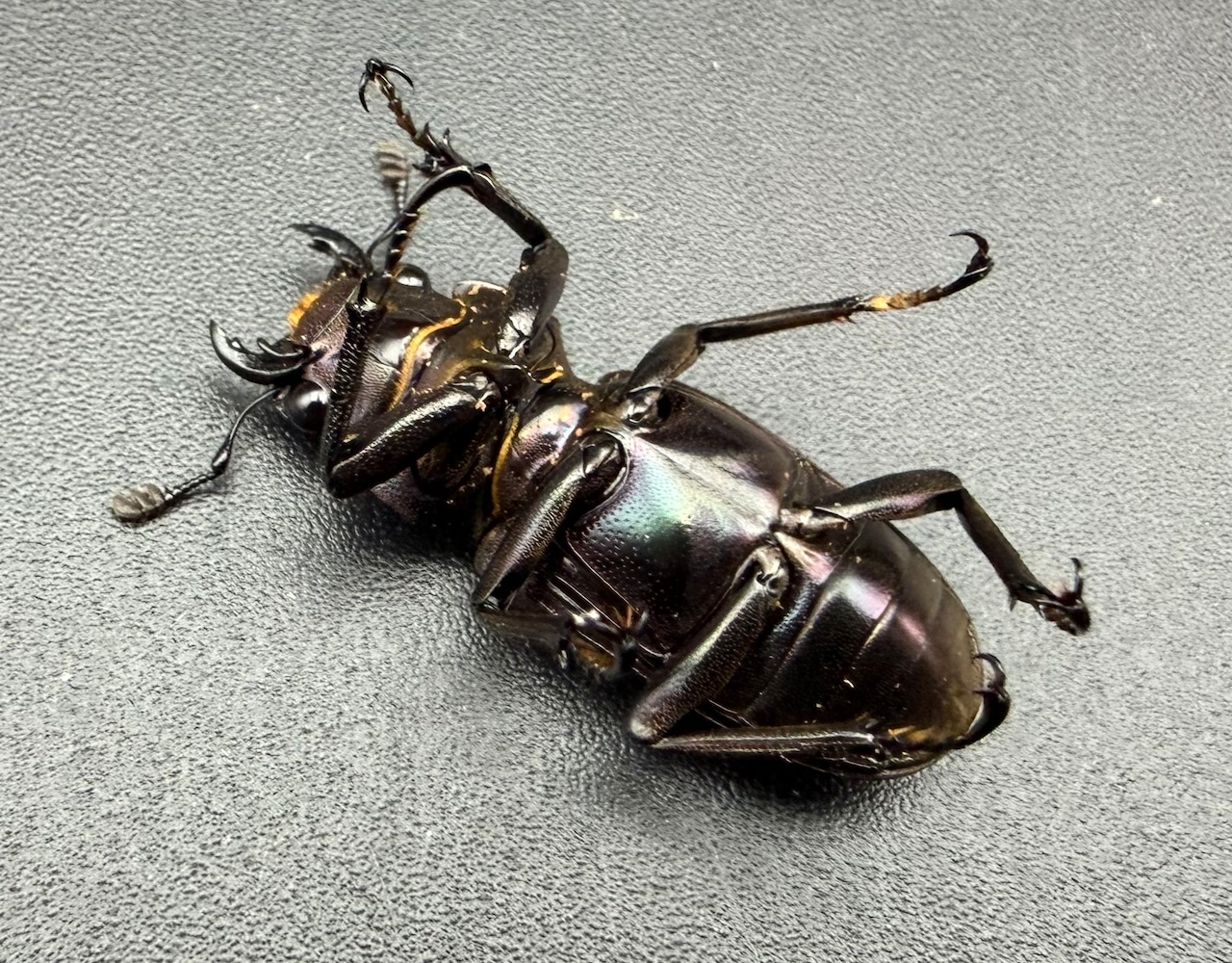《メタリフェルホソアカ亜種フィナエ パープル系 71.5mm ペア》