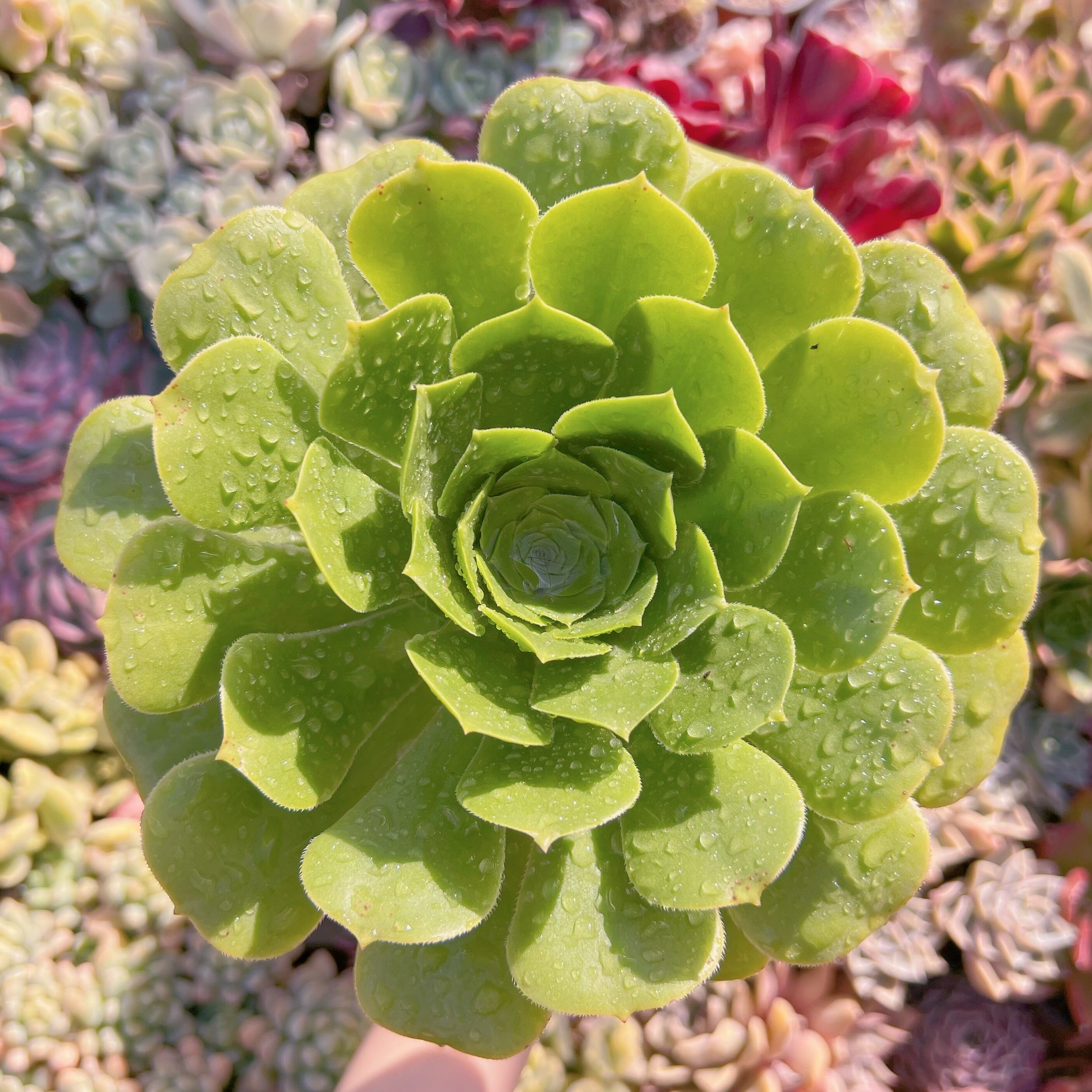 現品　グリーンカシミヤ#069　るる農園