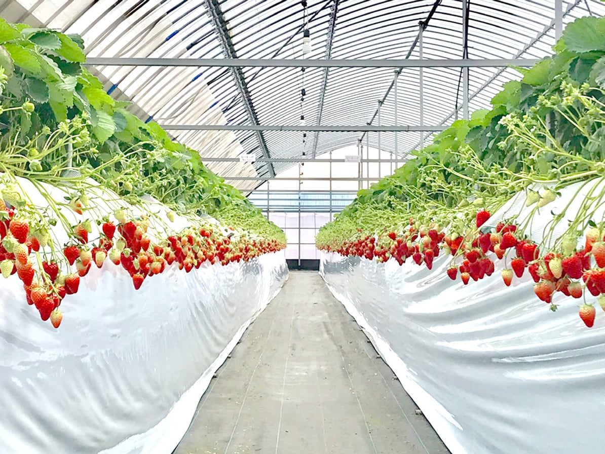 淡雪(白いちご)×旬のいちご 詰め合わせ