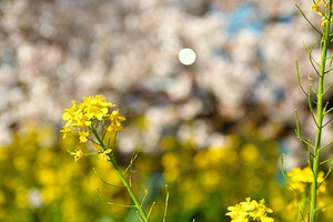 熊谷桜堤　019