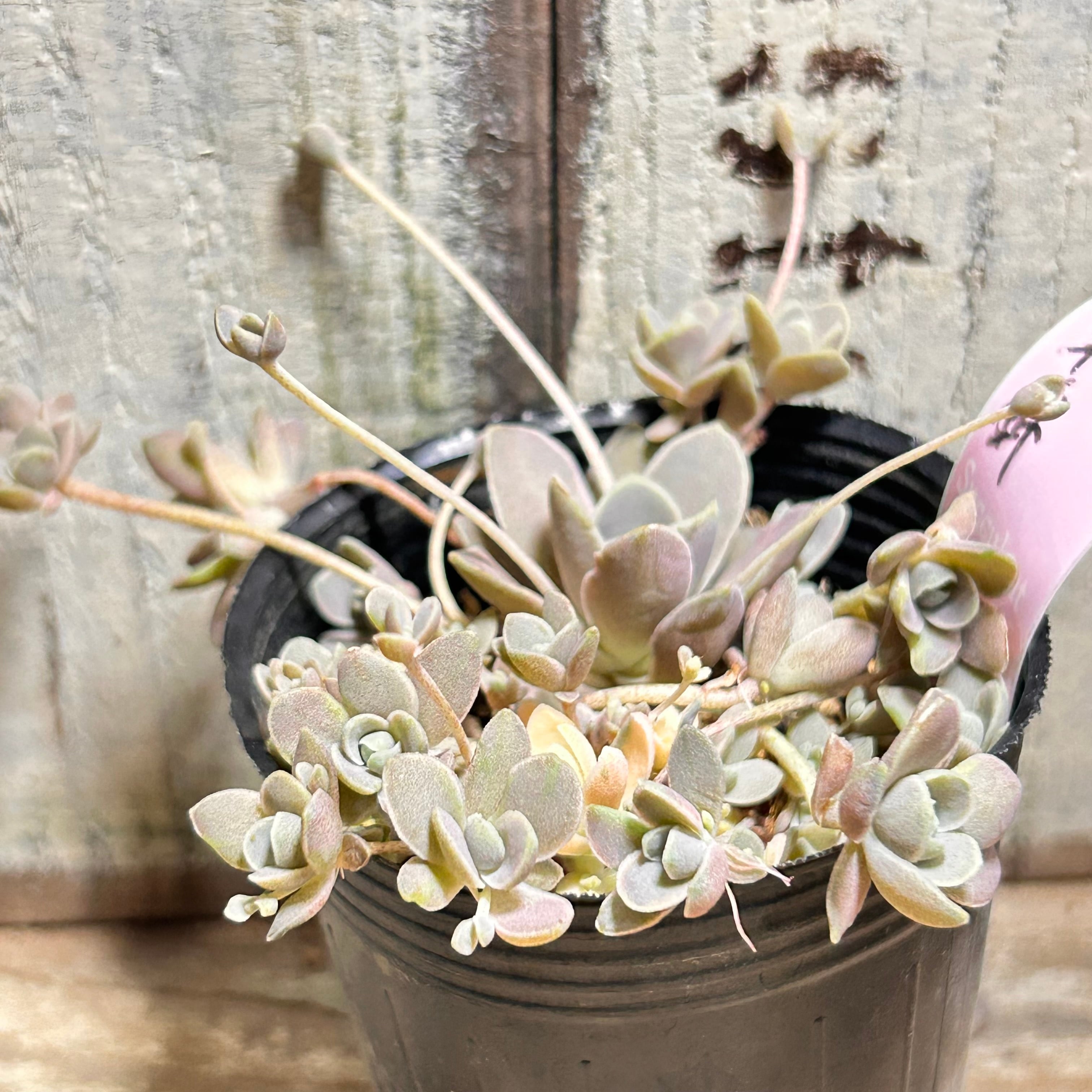 子持ち蓮華錦 | RuPo 多肉植物専門店