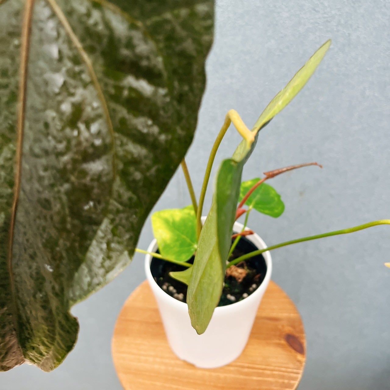 現品］【希少】20番 アンスリウム クイーンオブハート 4号 観葉植物